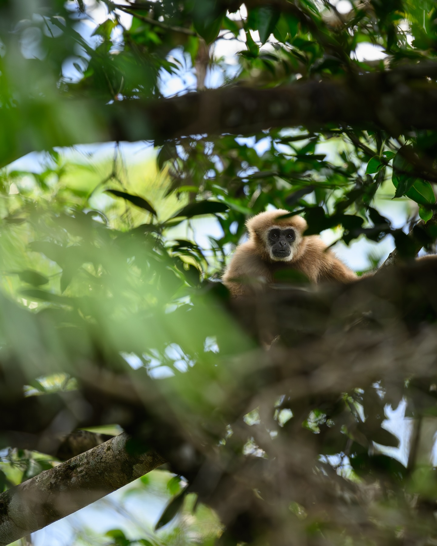 เน๋ง - ศรัณย์ นราประเสริฐกุล