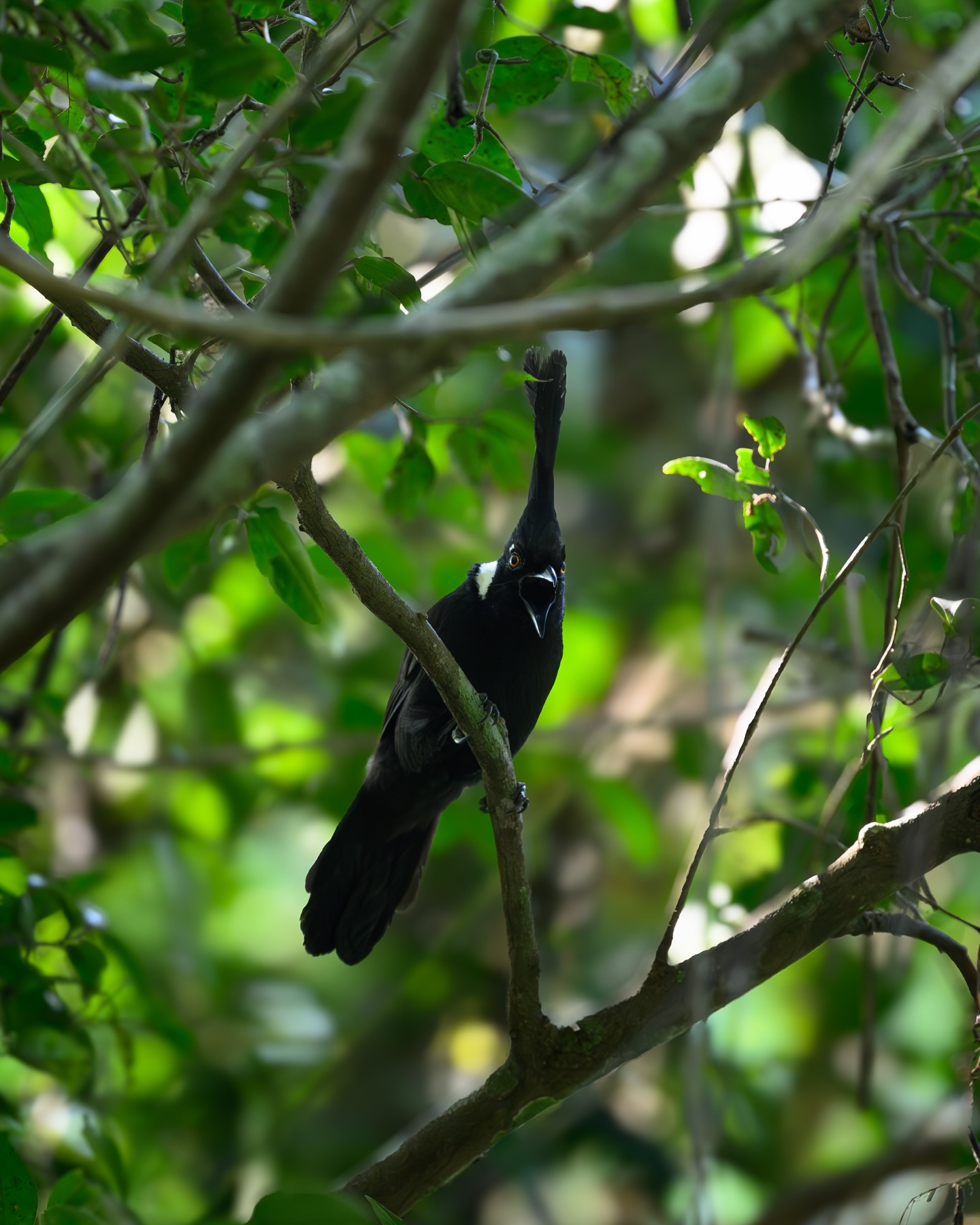 เน๋ง - ศรัณย์ นราประเสริฐกุล