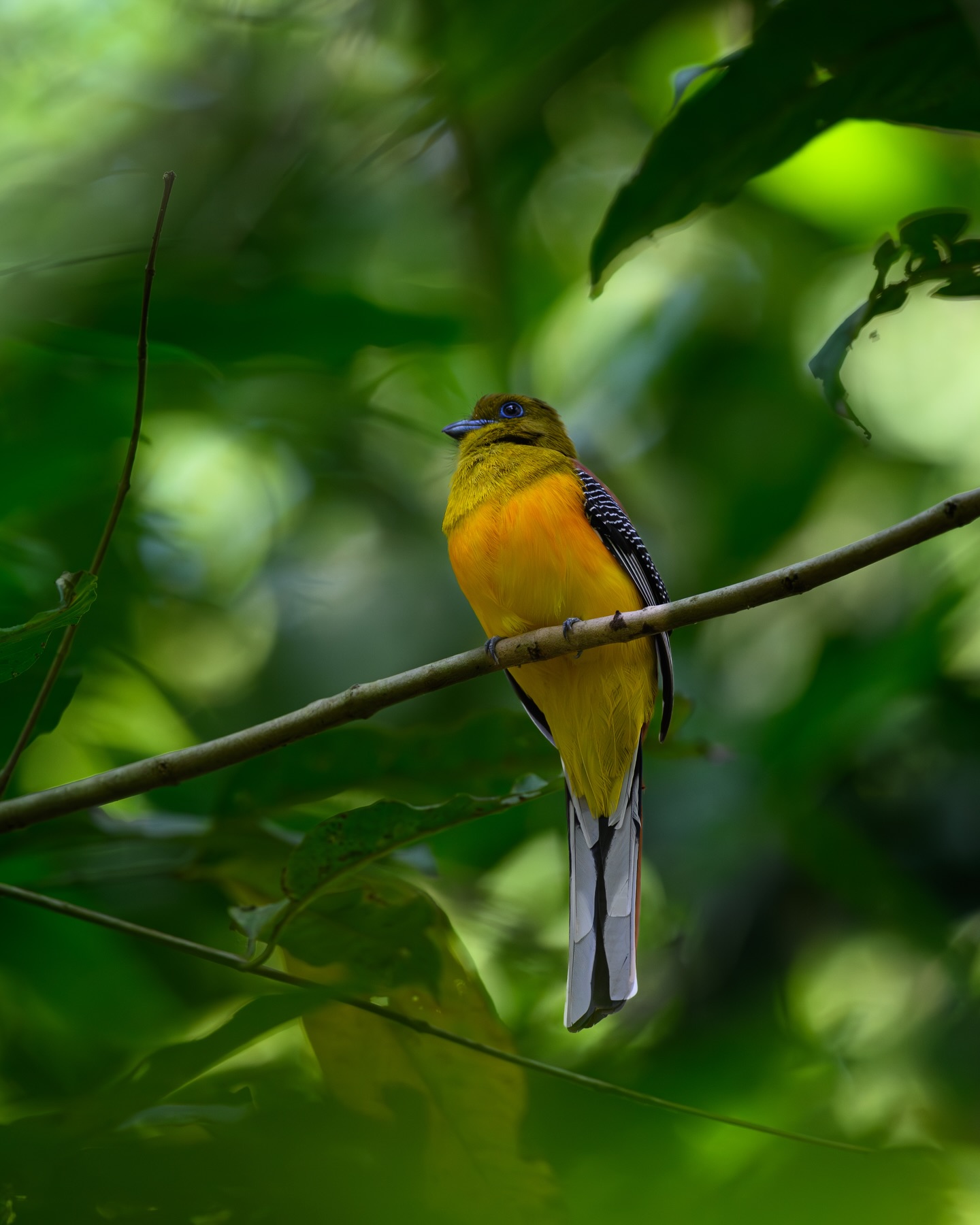 เน๋ง - ศรัณย์ นราประเสริฐกุล