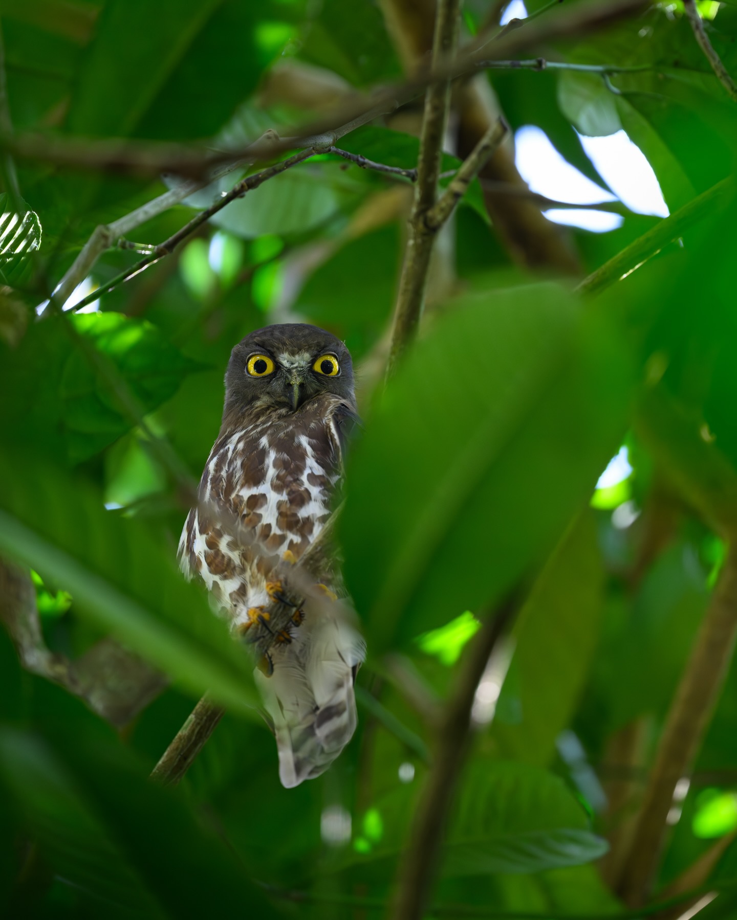 เน๋ง - ศรัณย์ นราประเสริฐกุล