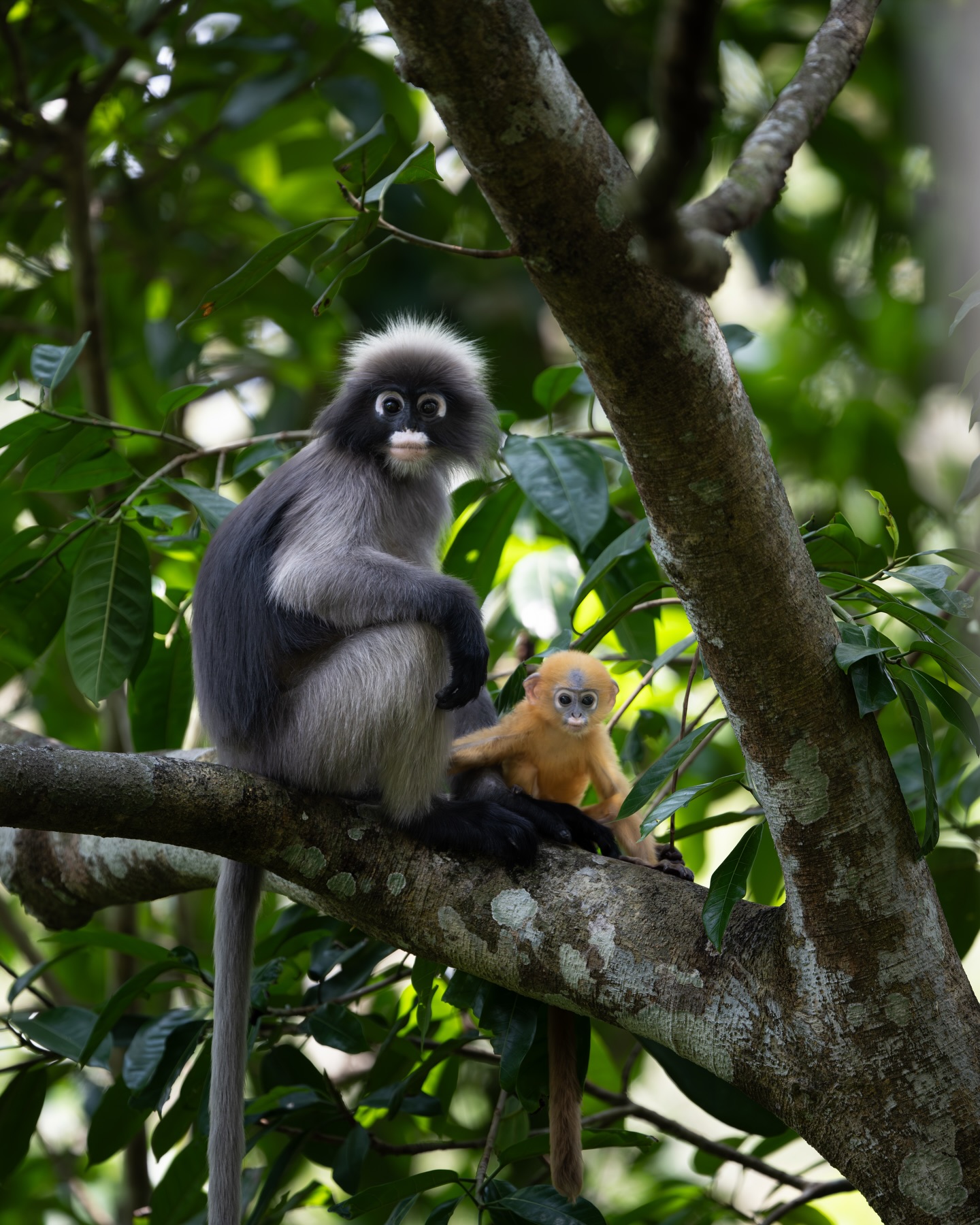 เน๋ง - ศรัณย์ นราประเสริฐกุล