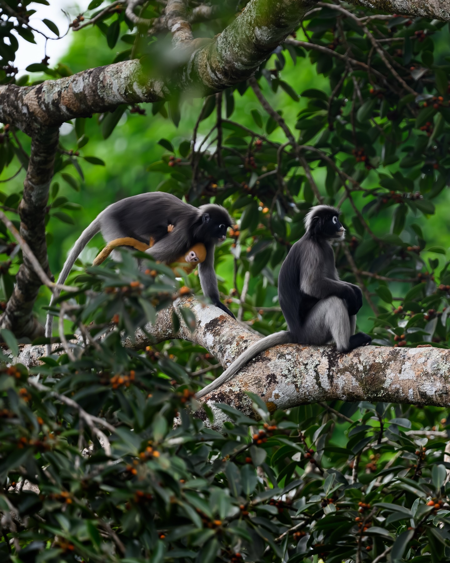 เน๋ง - ศรัณย์ นราประเสริฐกุล