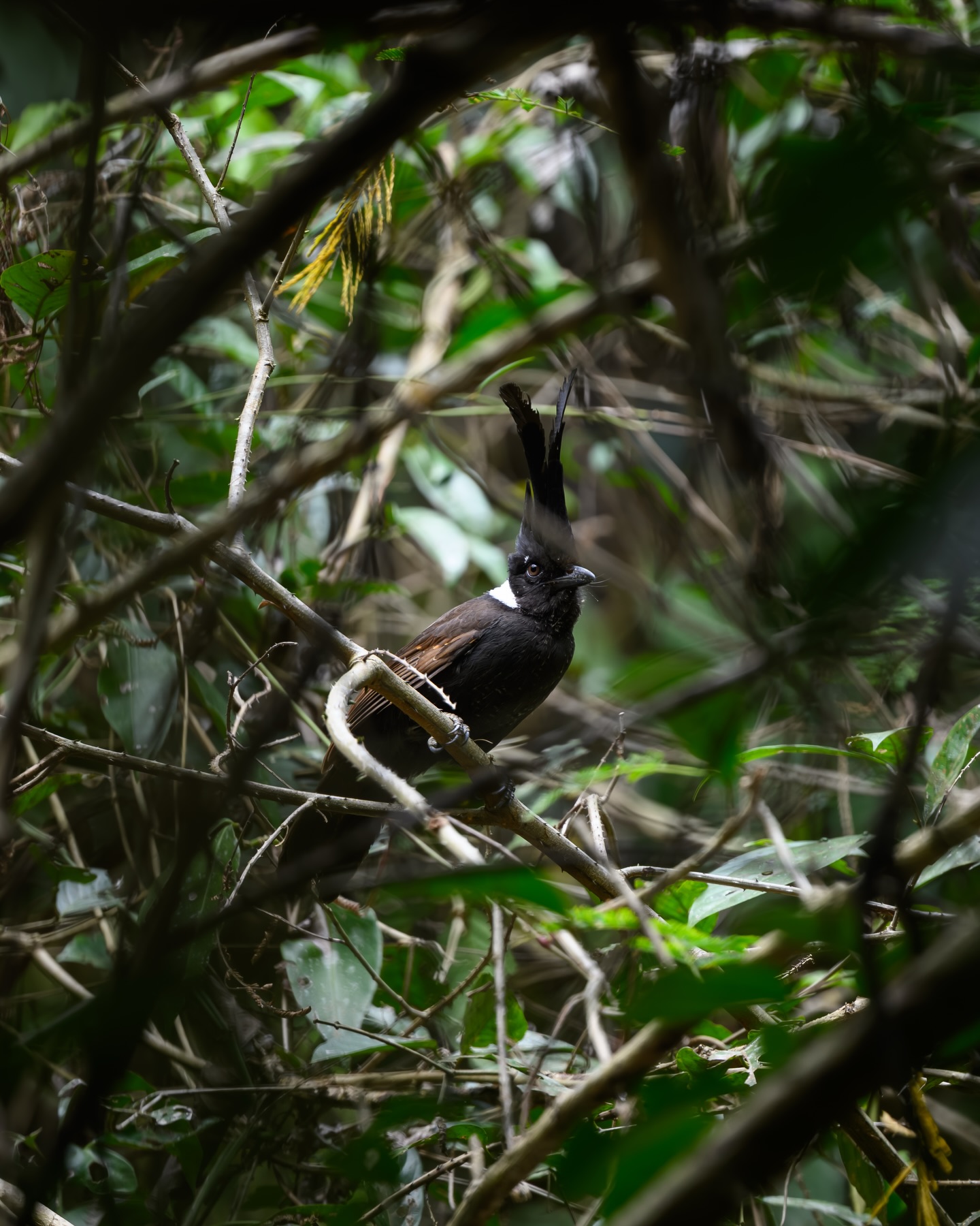 เน๋ง - ศรัณย์ นราประเสริฐกุล