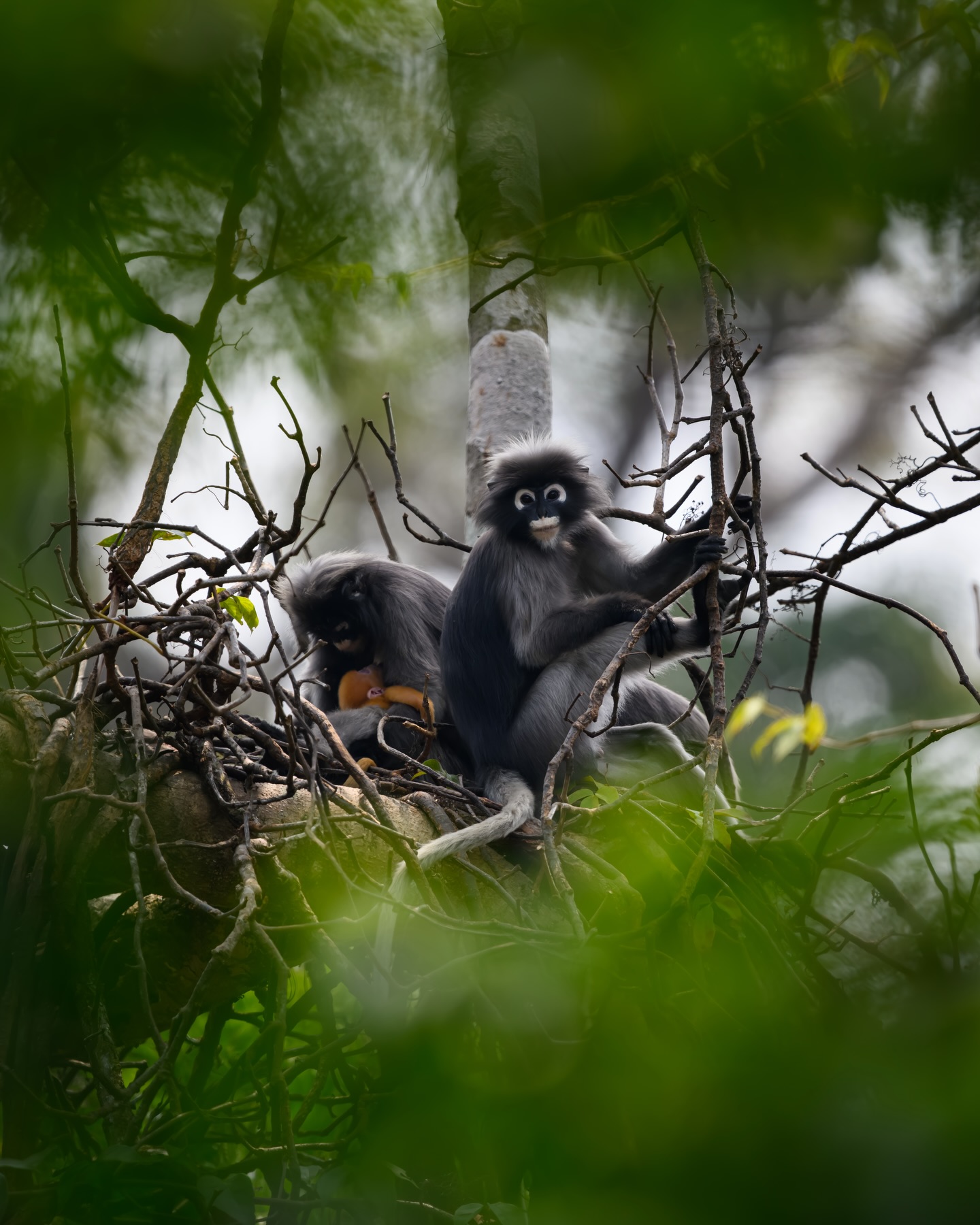 เน๋ง - ศรัณย์ นราประเสริฐกุล