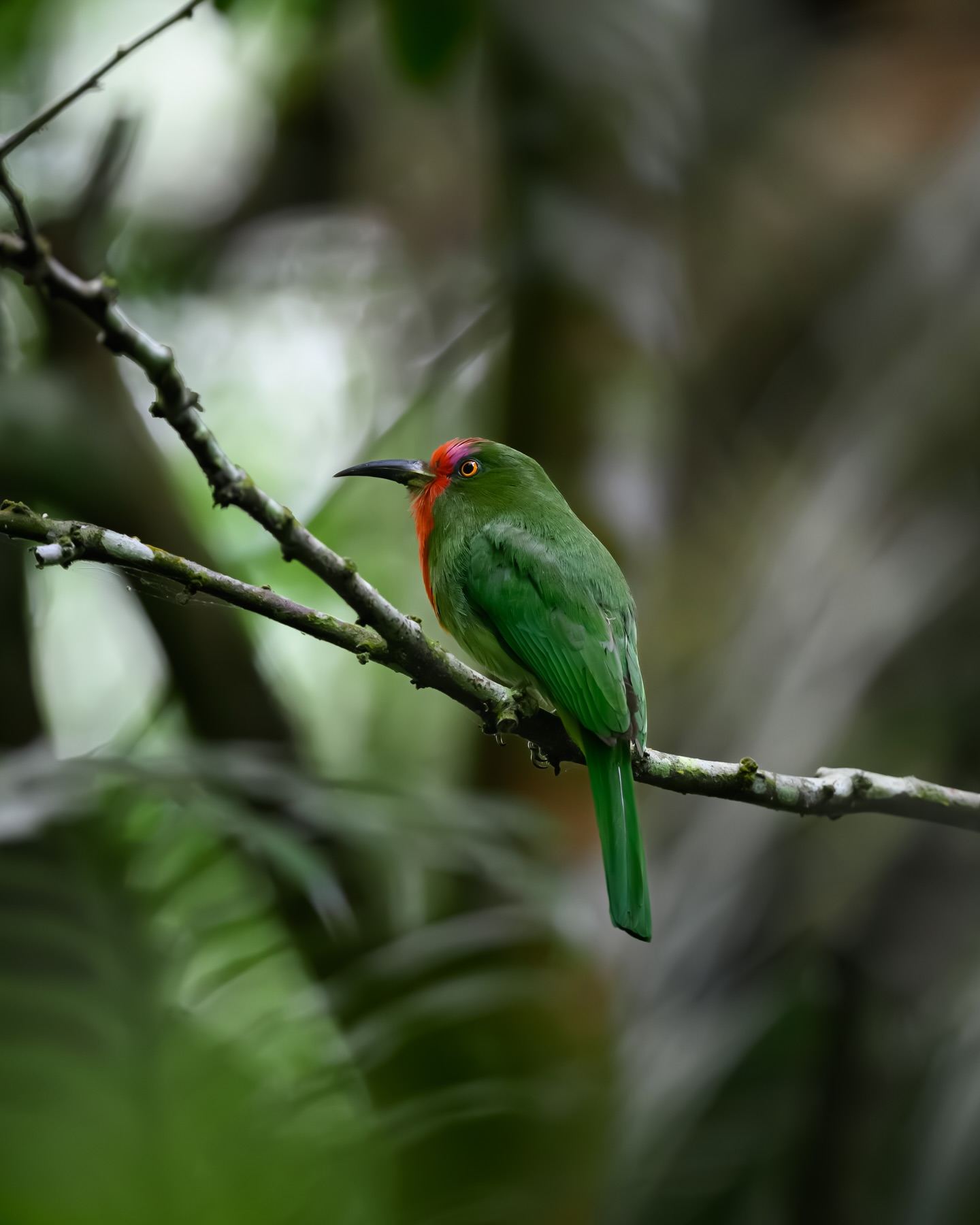 เน๋ง - ศรัณย์ นราประเสริฐกุล