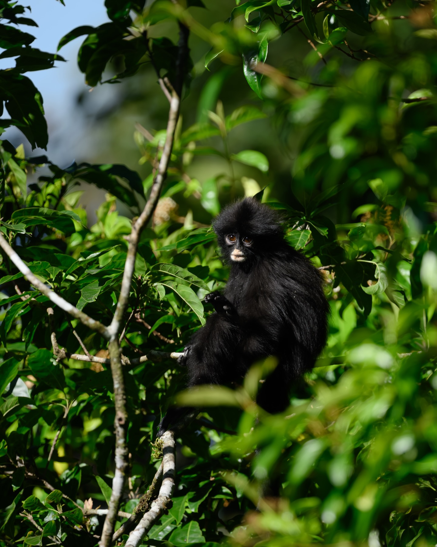 เน๋ง - ศรัณย์ นราประเสริฐกุล