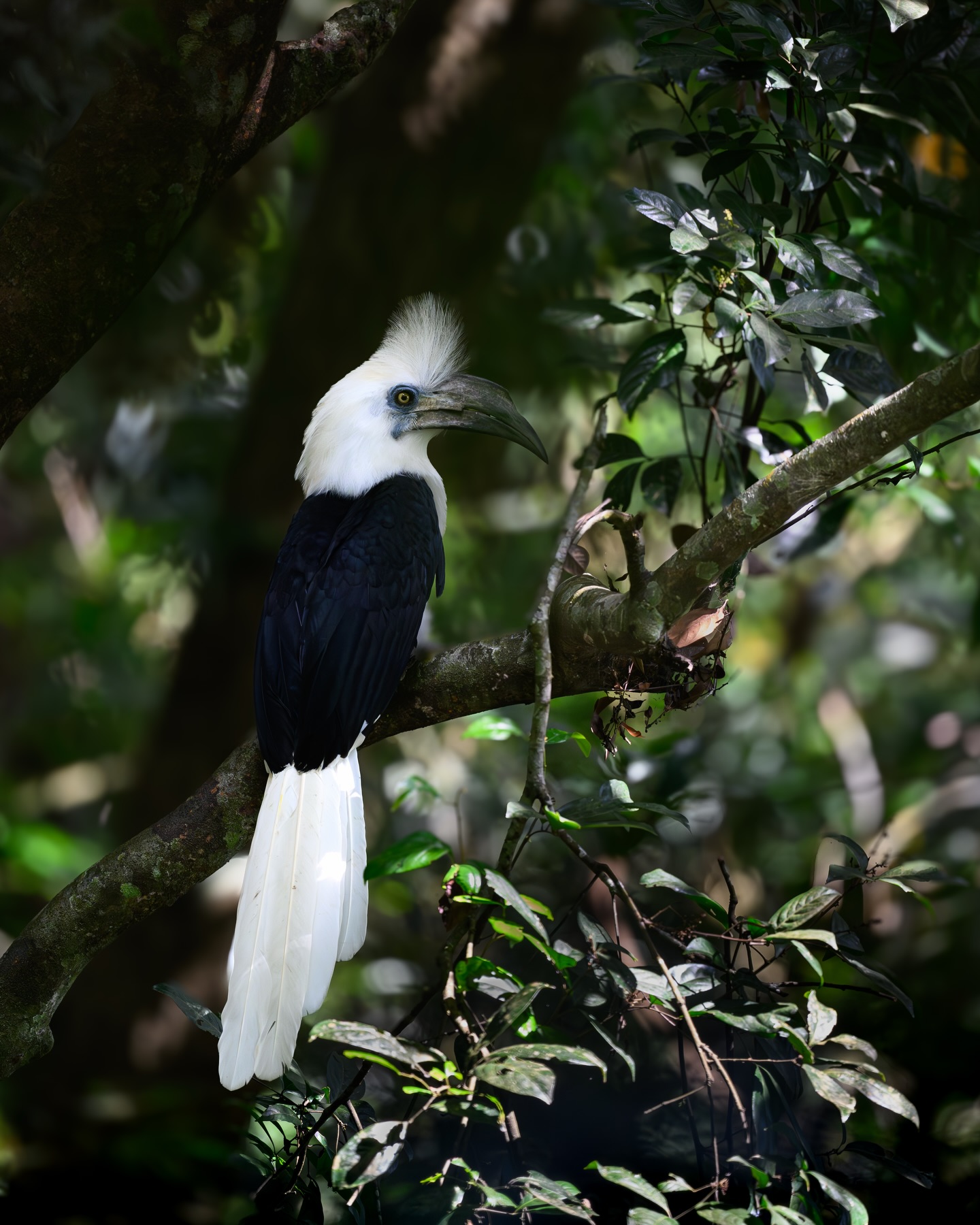 เน๋ง - ศรัณย์ นราประเสริฐกุล