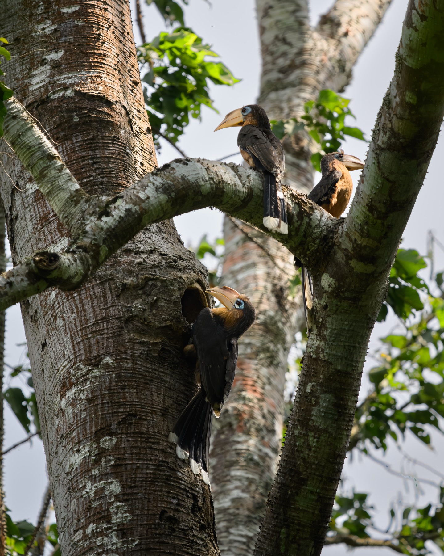 เน๋ง - ศรัณย์ นราประเสริฐกุล
