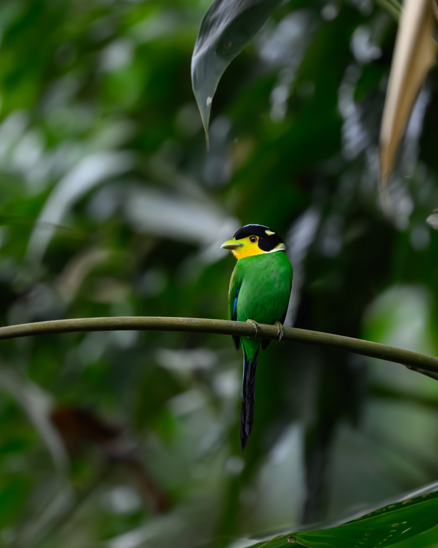 เน๋ง - ศรัณย์ นราประเสริฐกุล