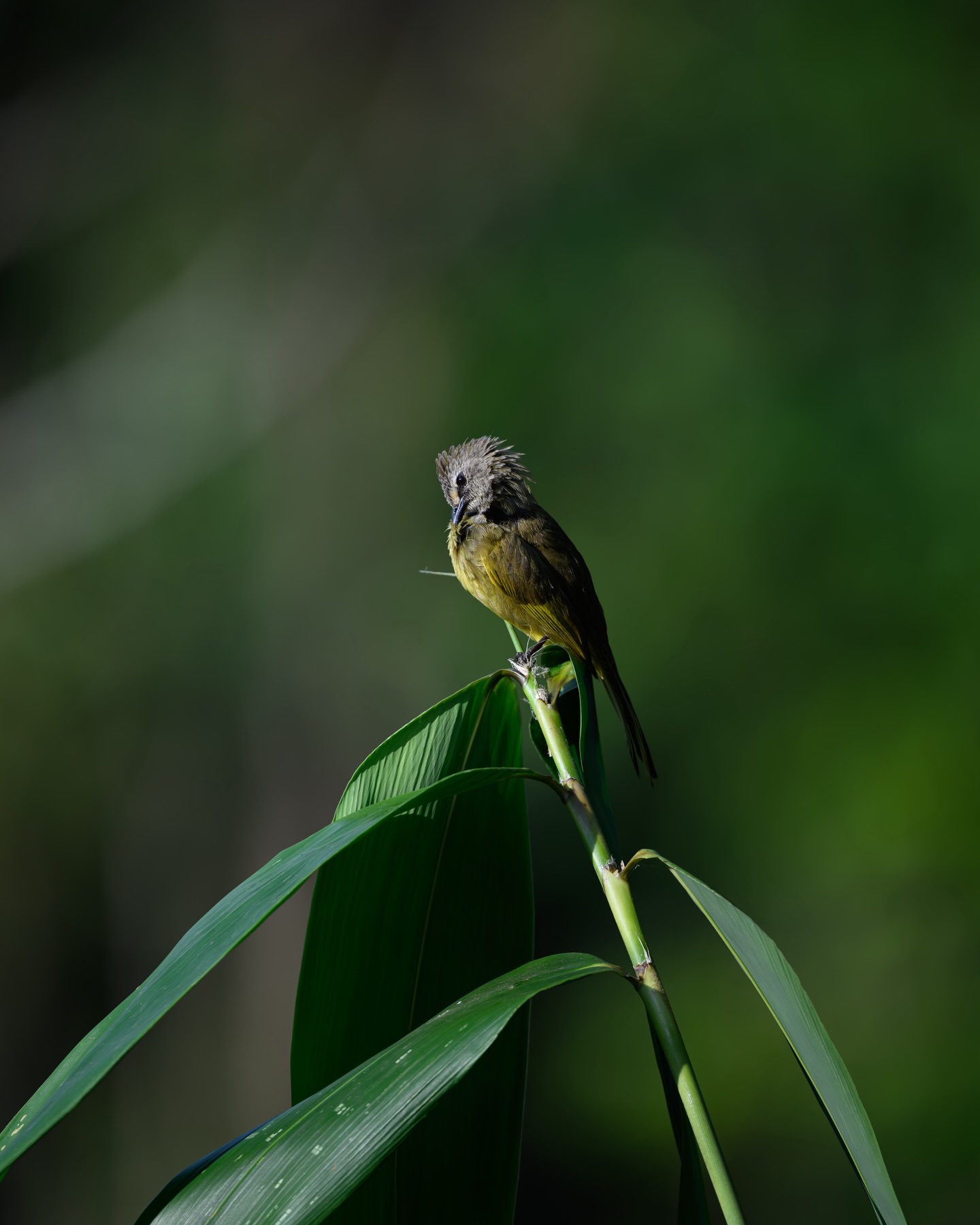 เน๋ง - ศรัณย์ นราประเสริฐกุล