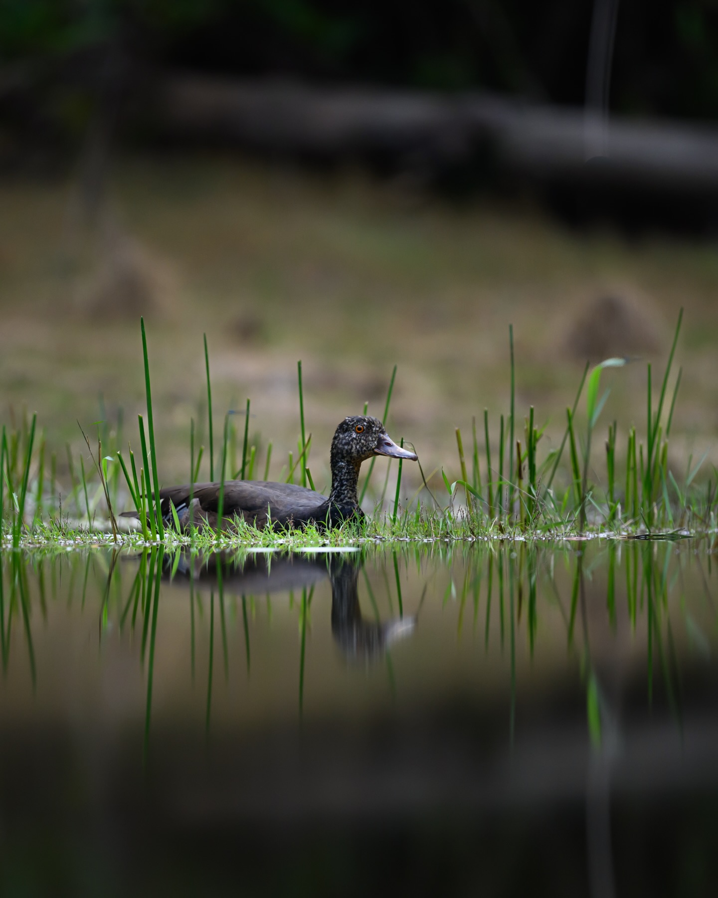 เน๋ง - ศรัณย์ นราประเสริฐกุล