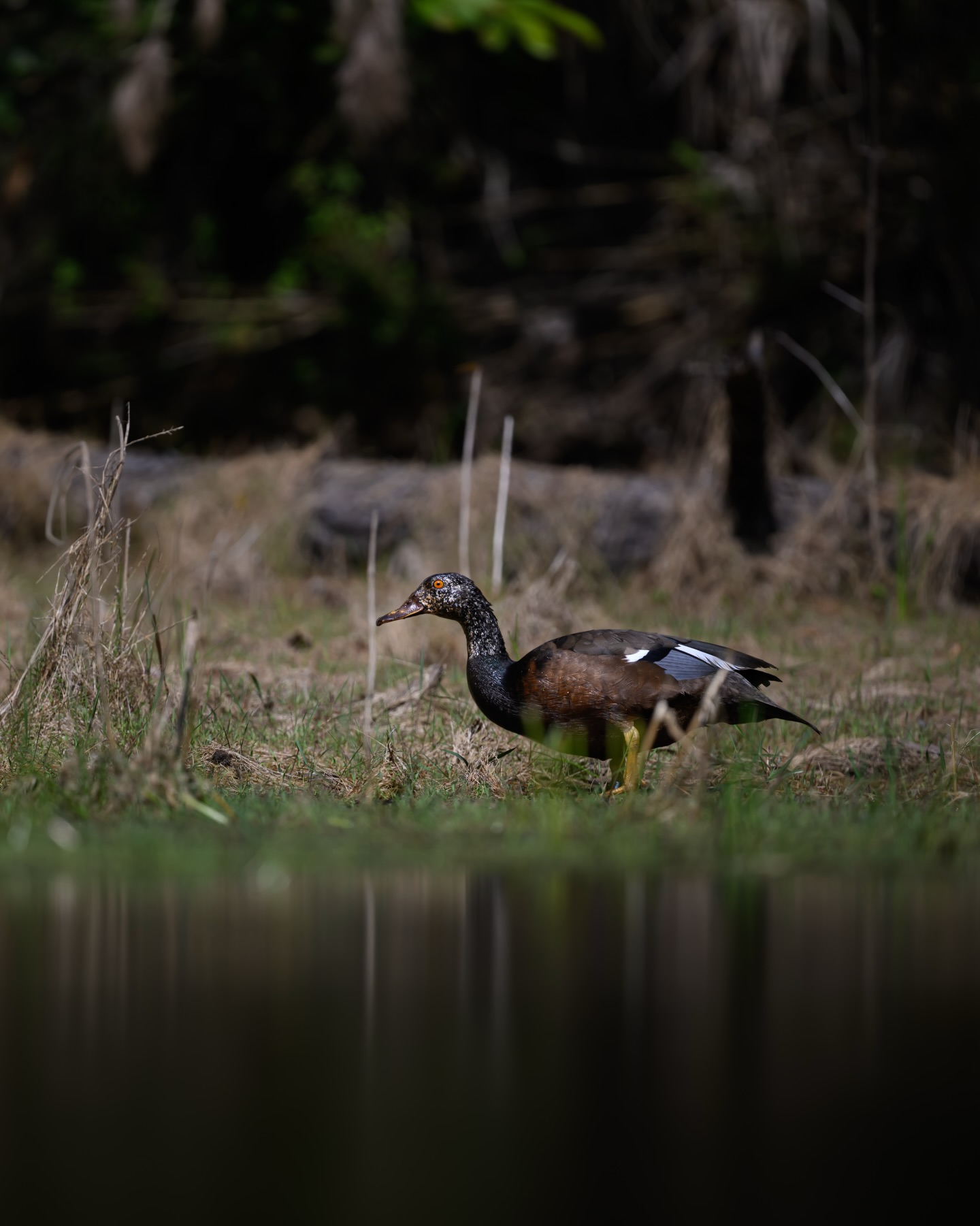 เน๋ง - ศรัณย์ นราประเสริฐกุล