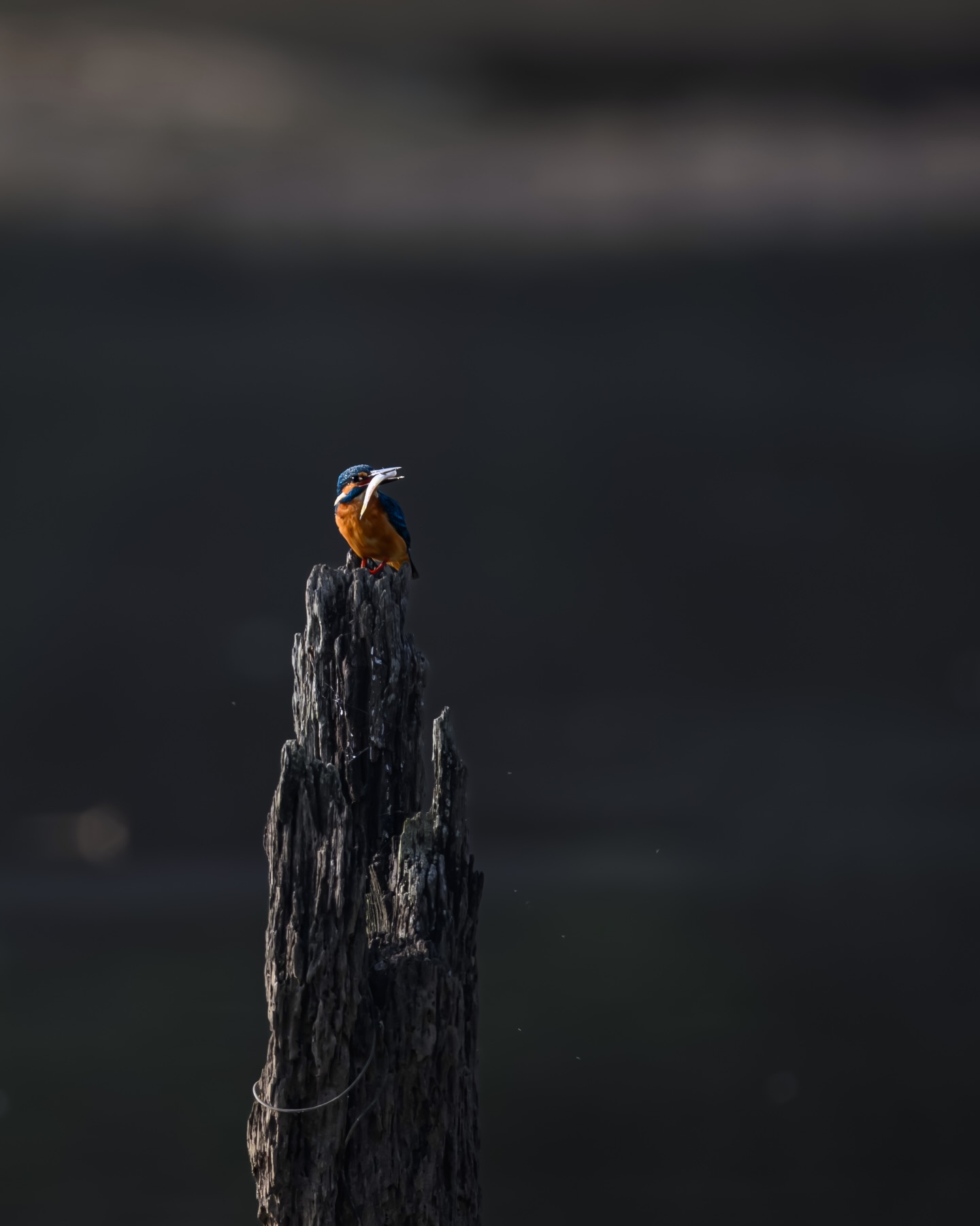 เน๋ง - ศรัณย์ นราประเสริฐกุล