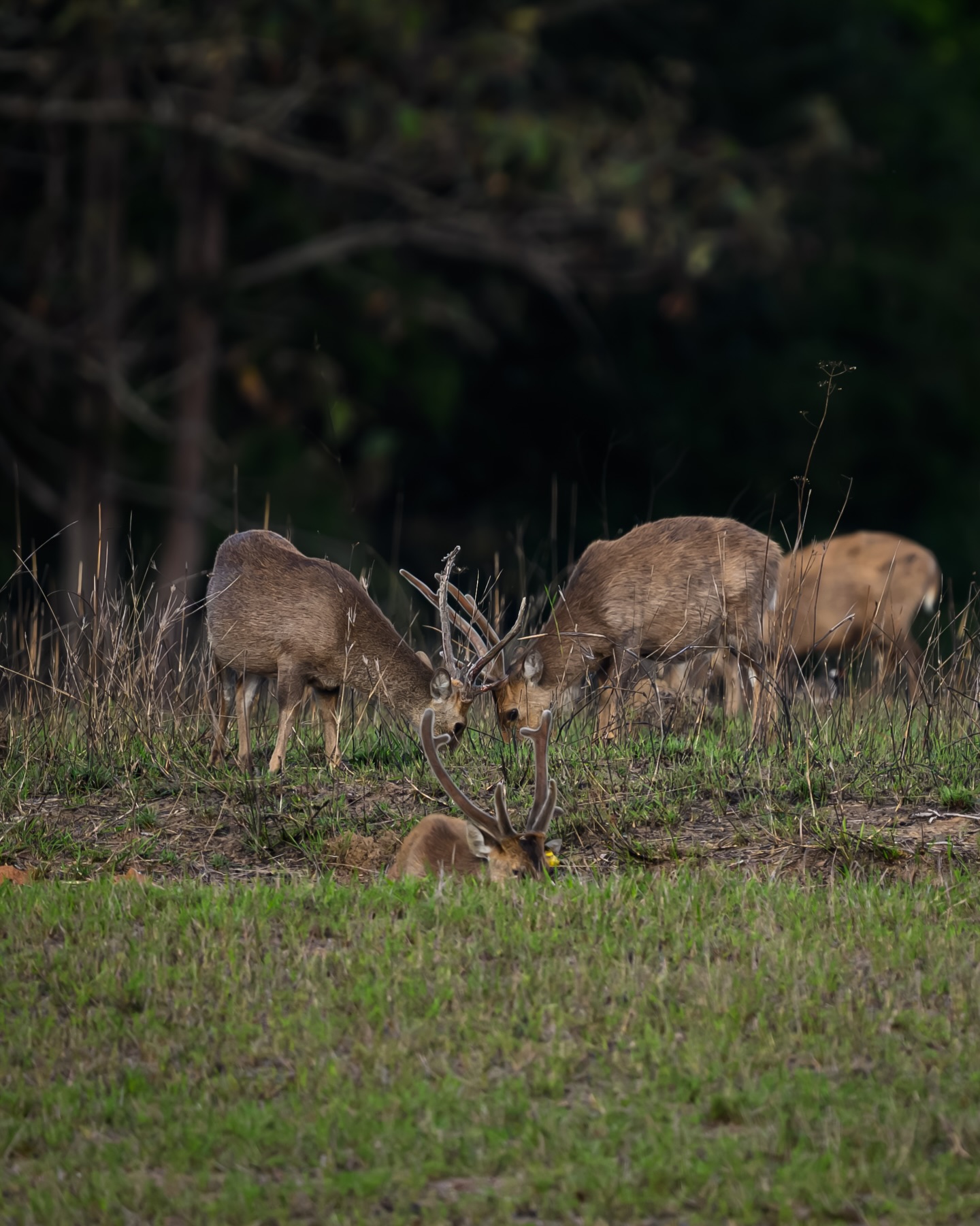 เน๋ง - ศรัณย์ นราประเสริฐกุล