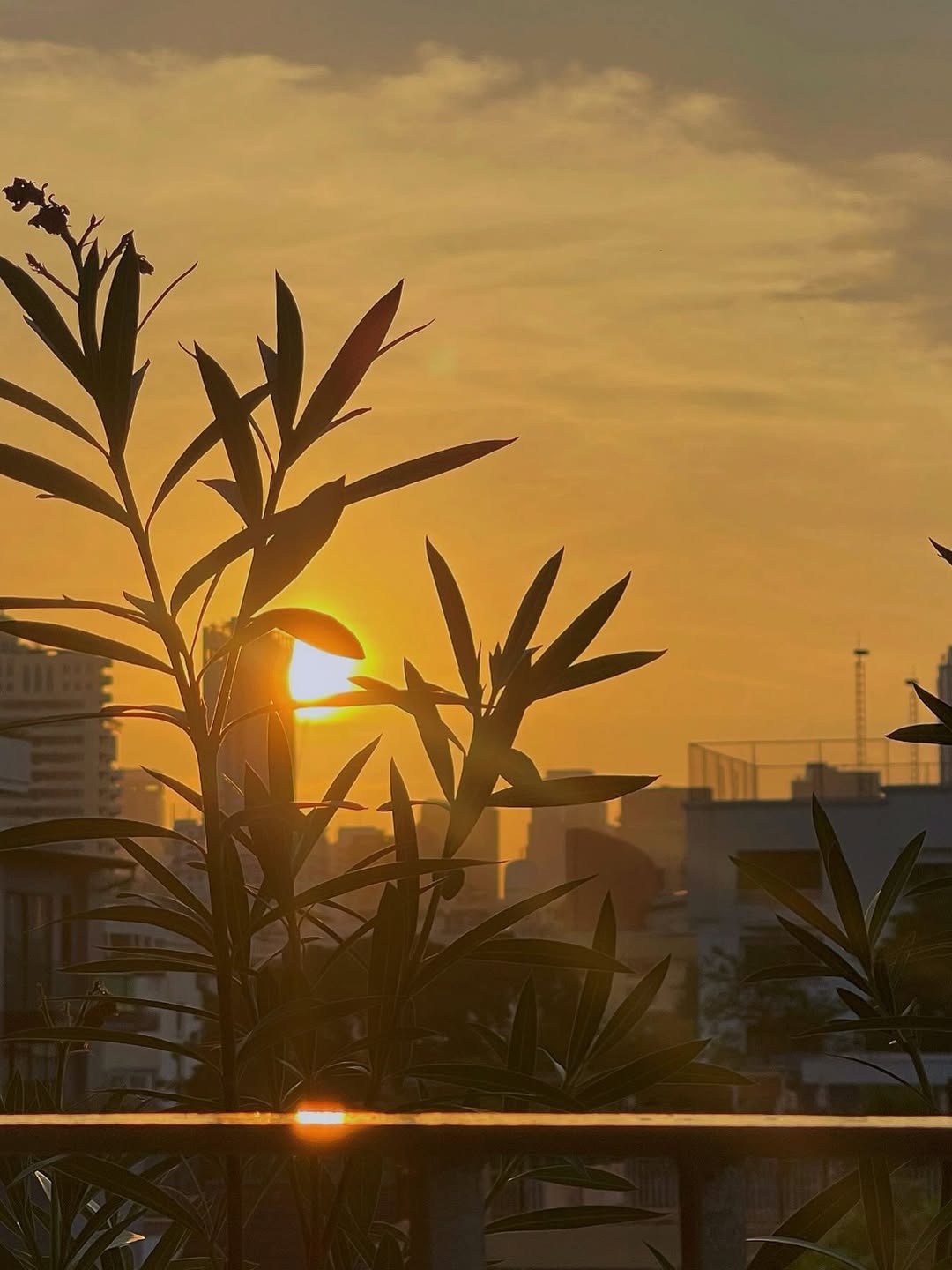 ใบเตย - สุธีวัน ทวีสิน