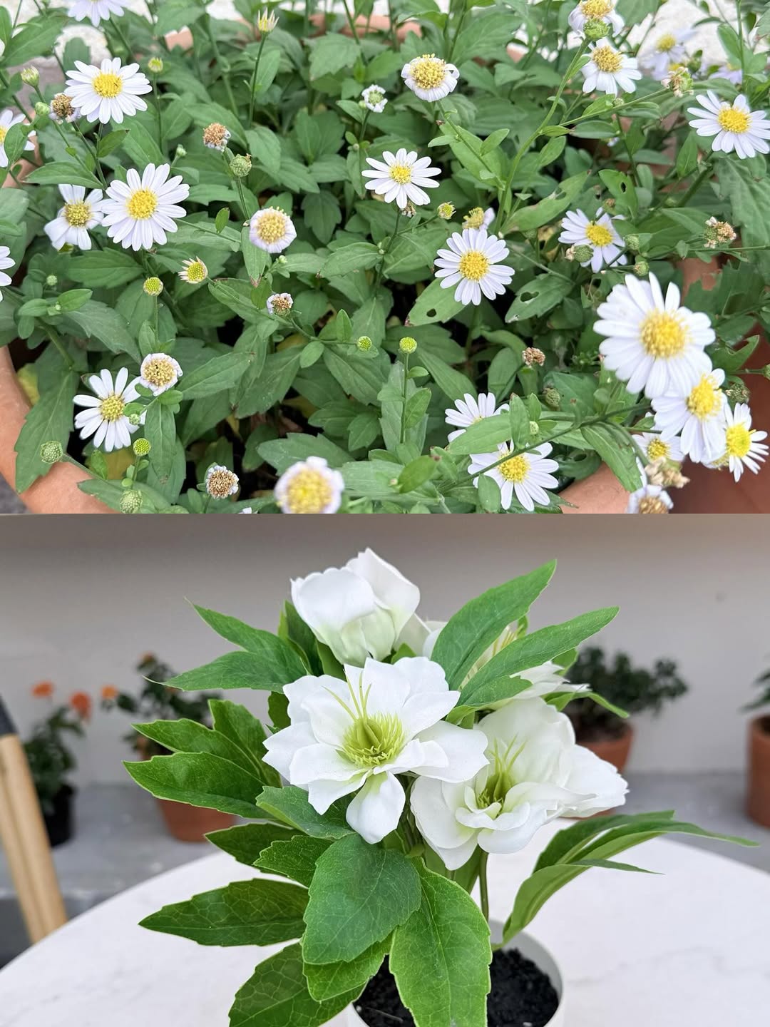 ใบเตย - สุธีวัน ทวีสิน