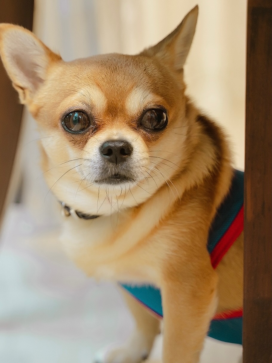 ใบเตย - สุธีวัน ทวีสิน