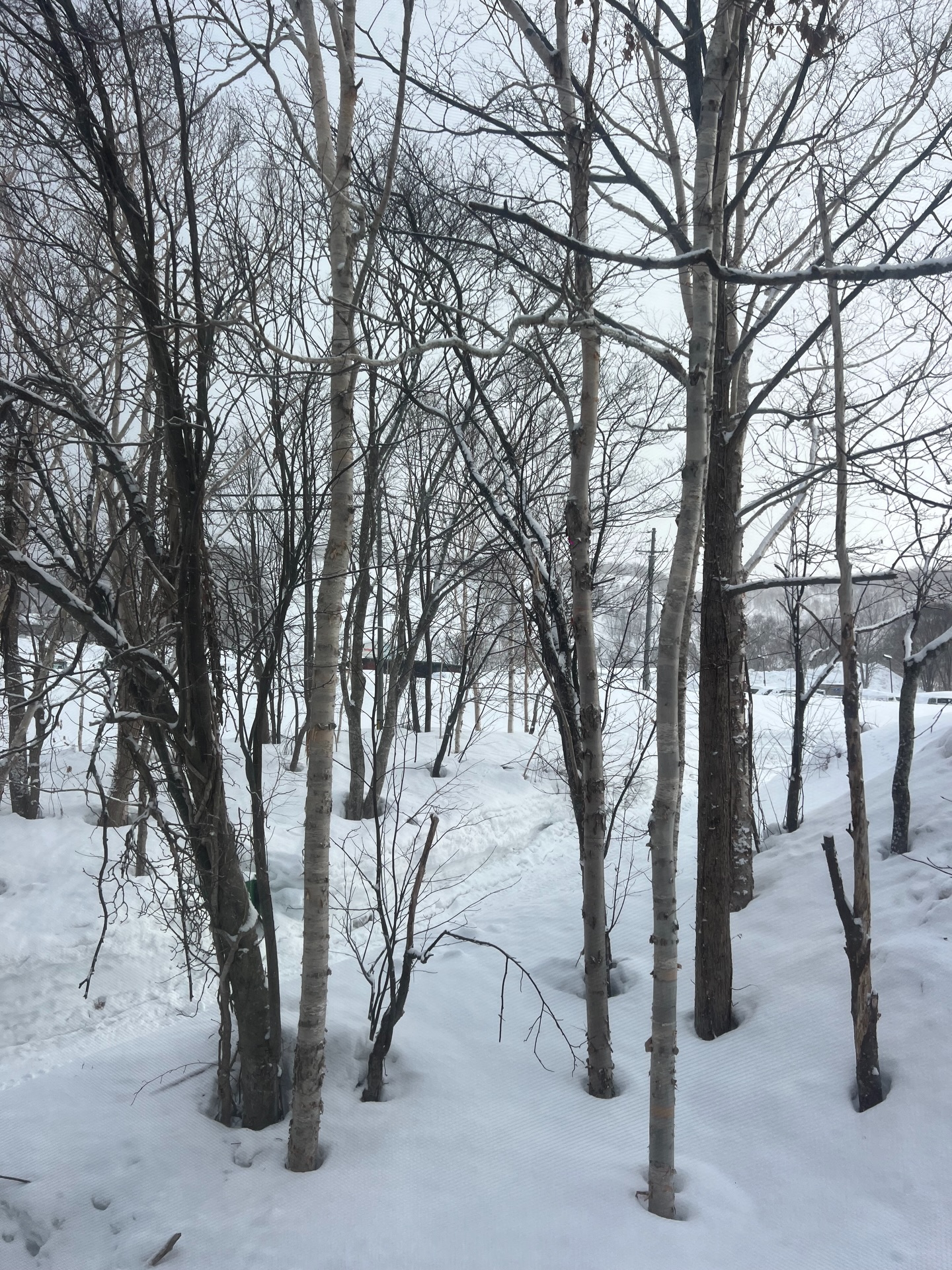 ติช่า - กันติชา ชุมมะ