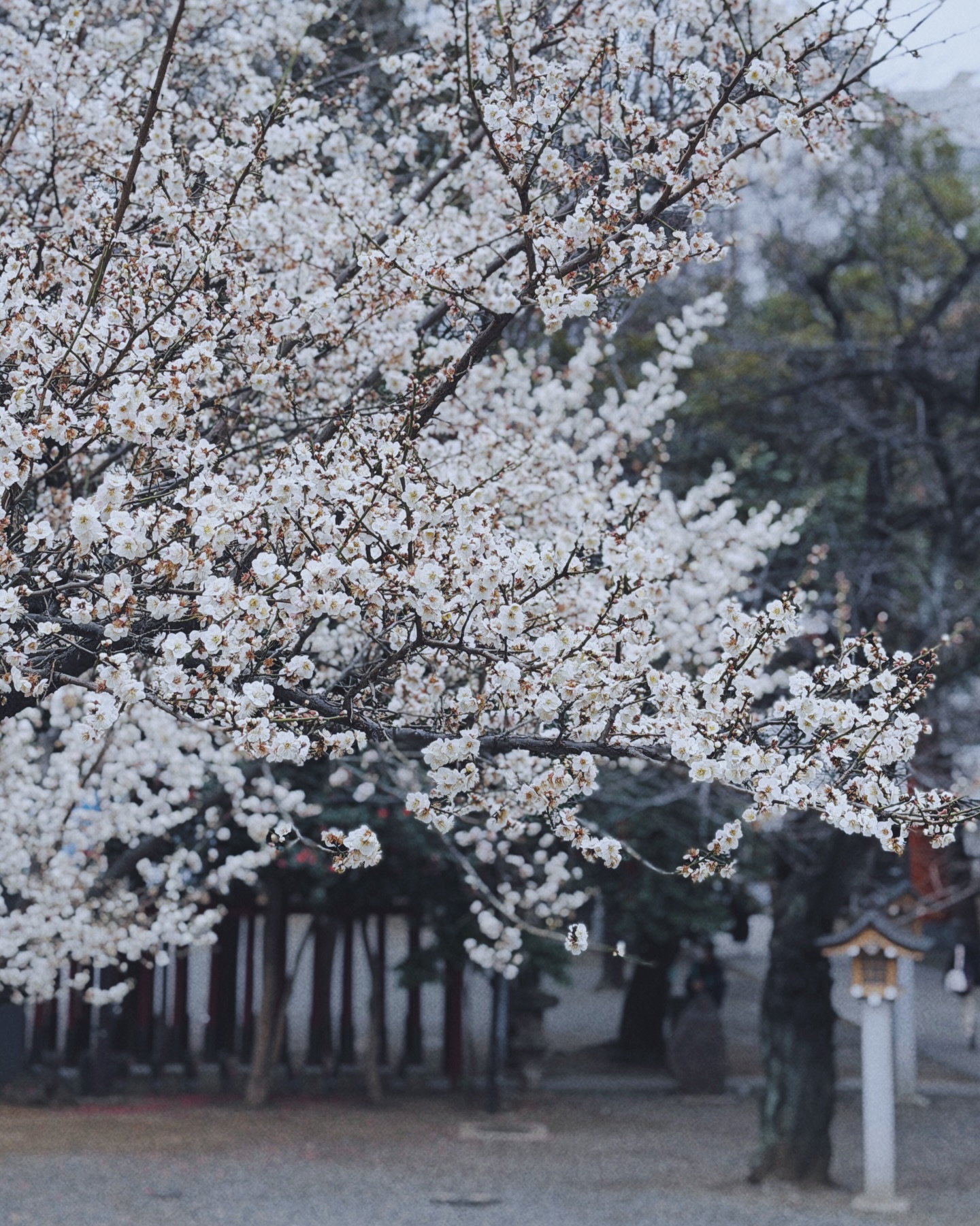 ซิน - ทศพร อาชวานันทกุล