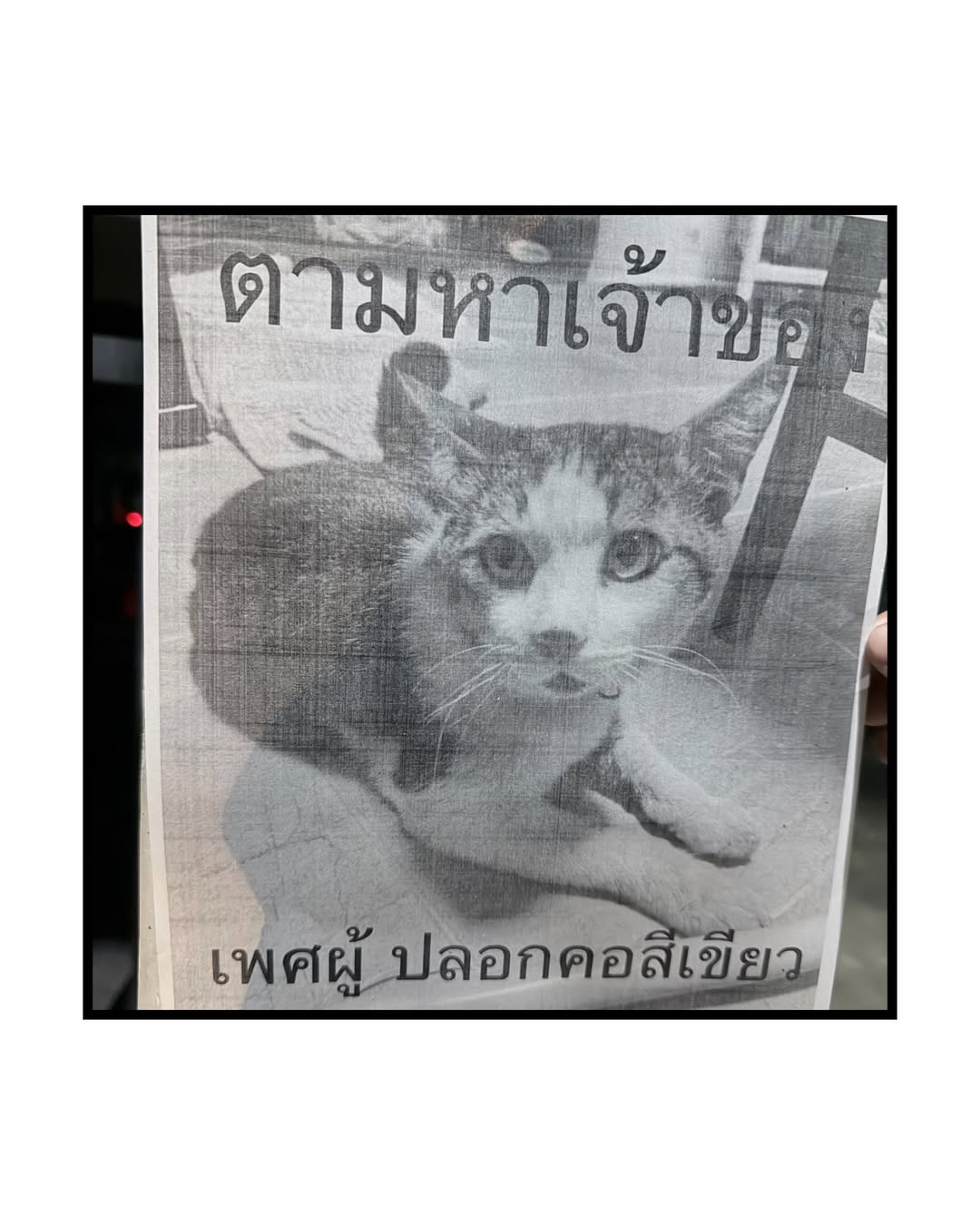 สิงโต - ปราชญา เรืองโรจน์
