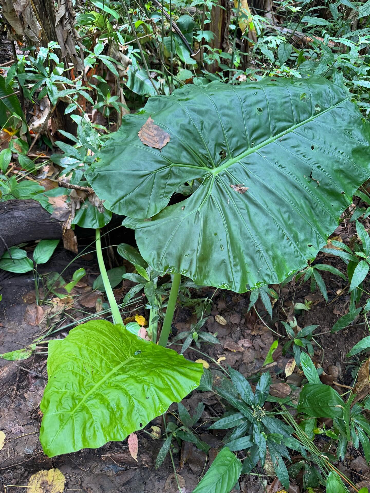 เฟย - ภัทร เอกแสงกุล