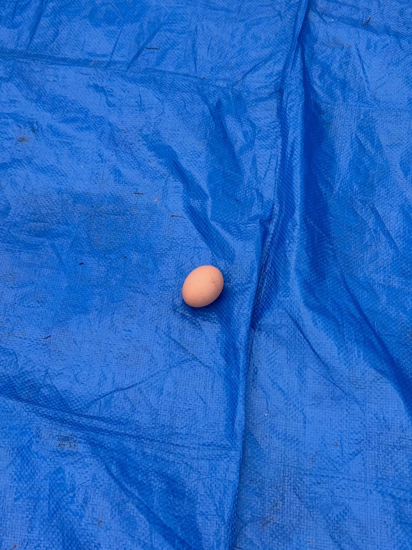 เฟย - ภัทร เอกแสงกุล