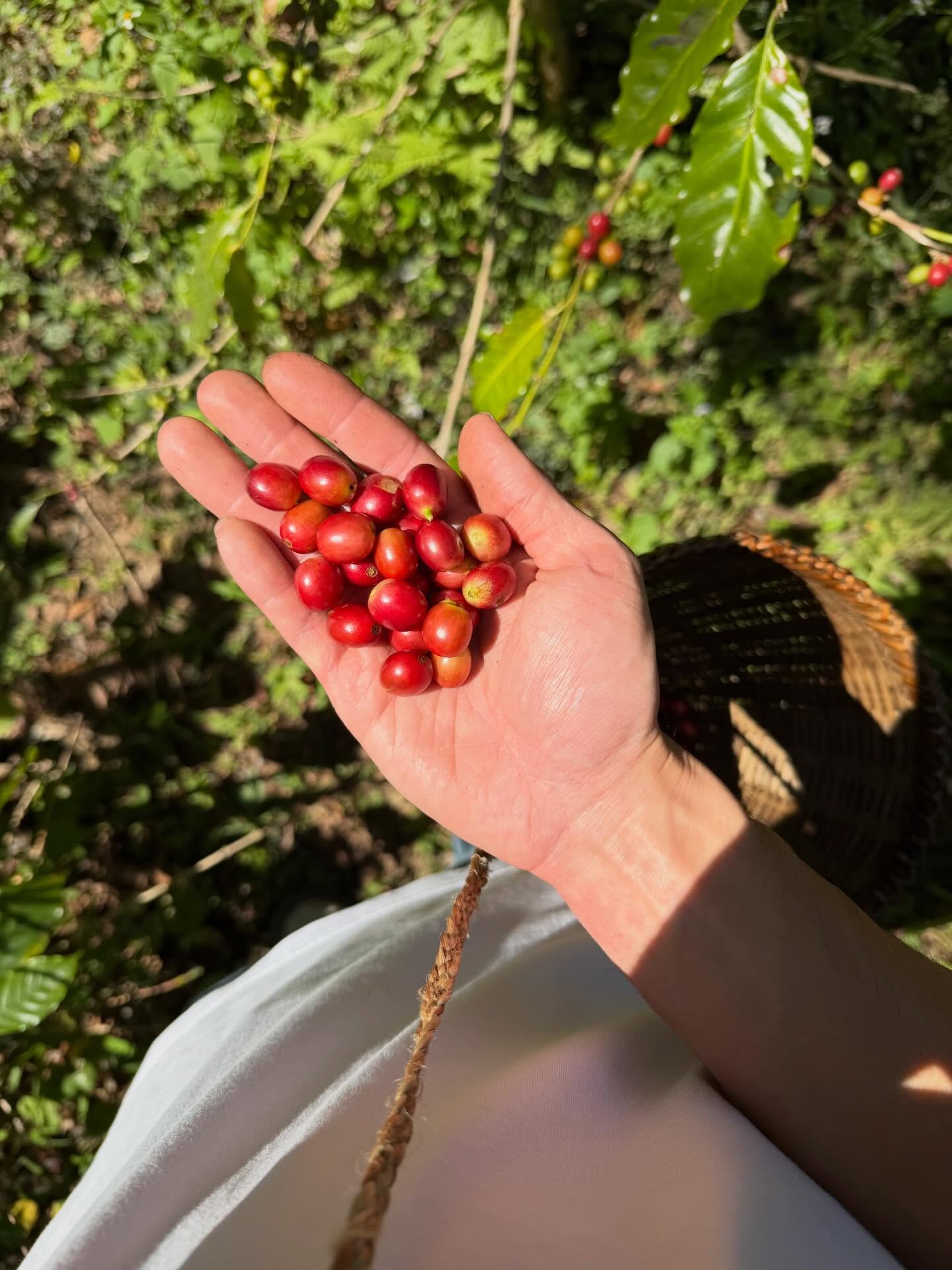 เฟย - ภัทร เอกแสงกุล