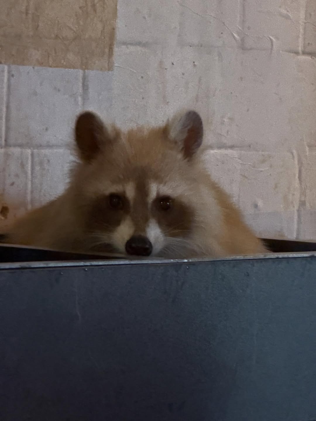 เฟย - ภัทร เอกแสงกุล