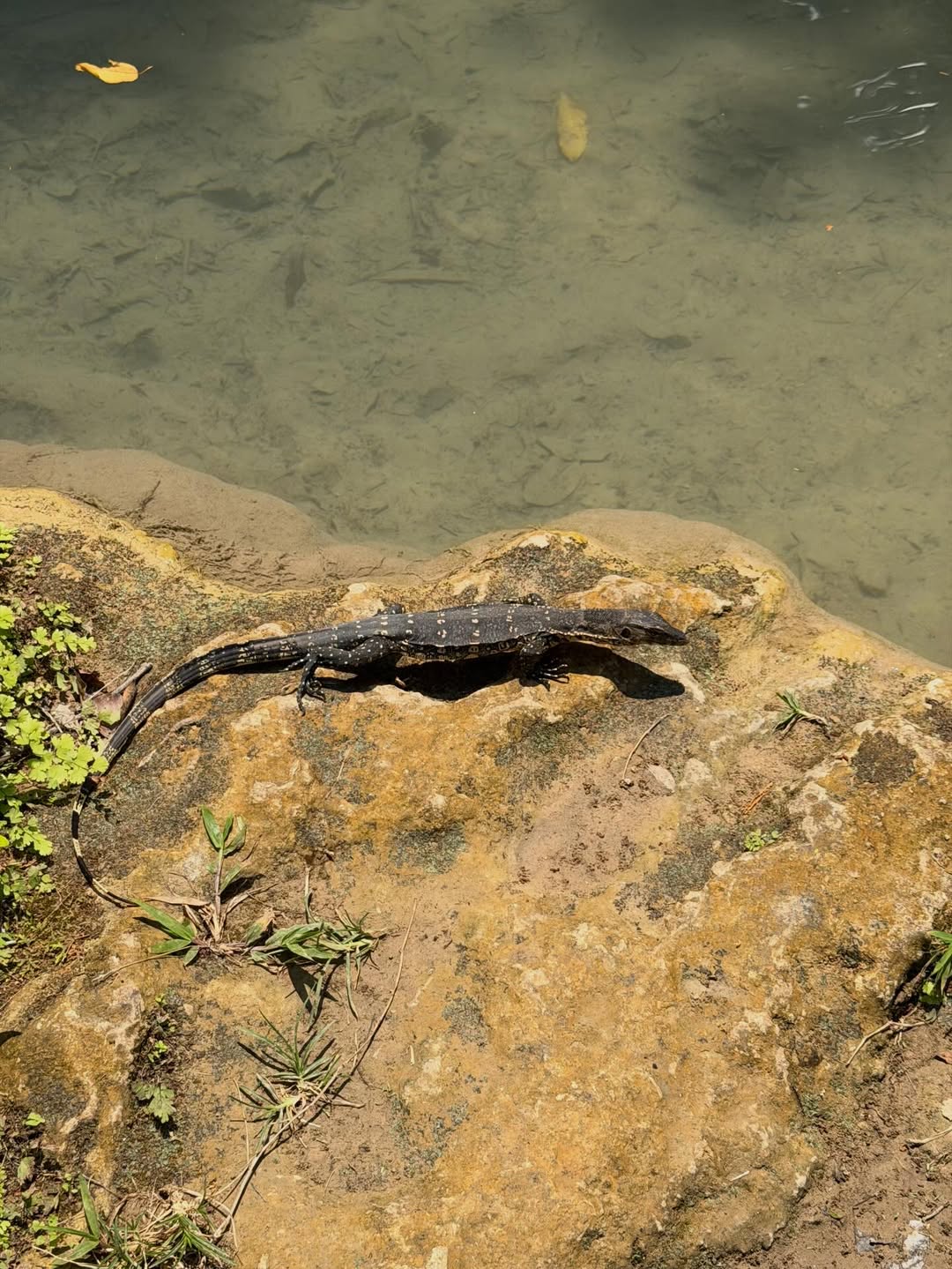 เฟย - ภัทร เอกแสงกุล