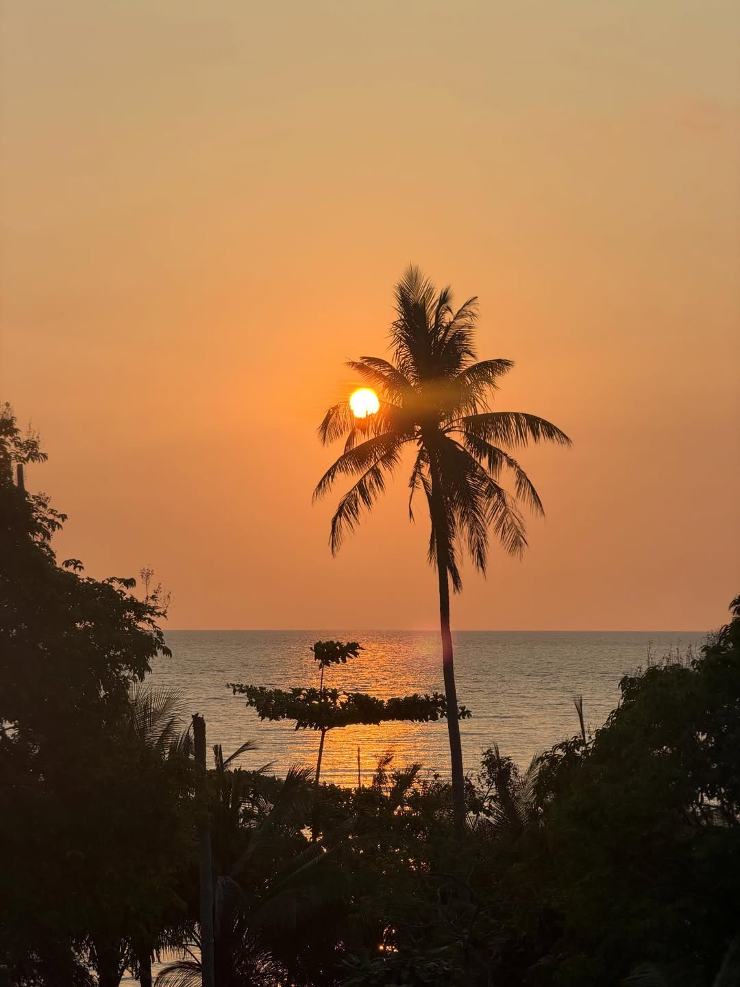 เฟย - ภัทร เอกแสงกุล