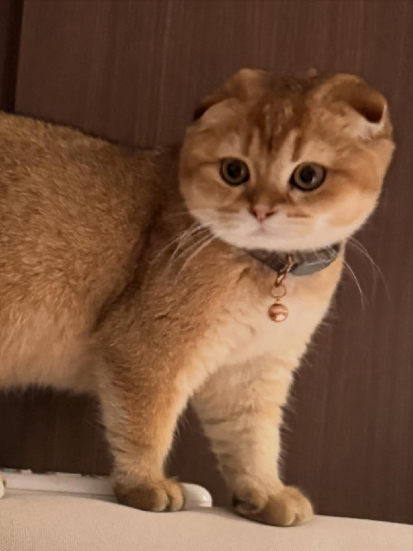 แพรว - นฤภรกมล ฉายแสง