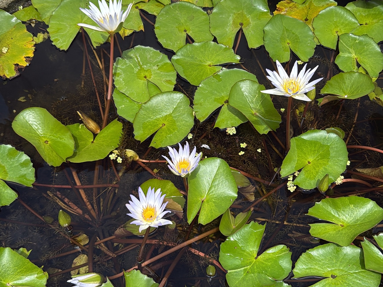 ตู - ต้นตะวัน ตันติเวชกุล