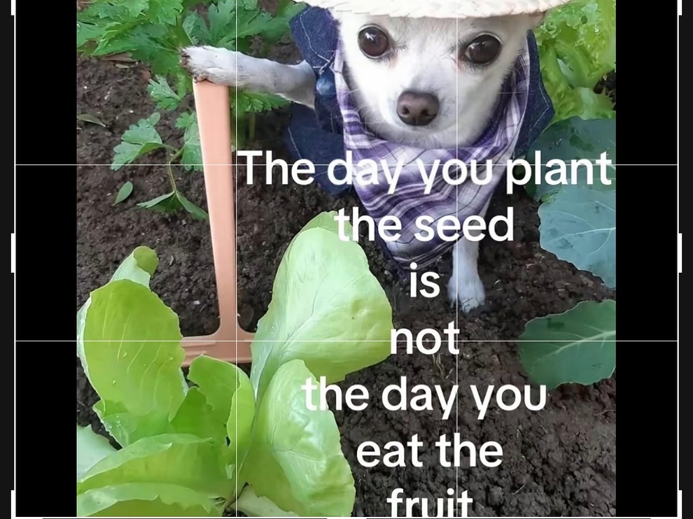 ตู - ต้นตะวัน ตันติเวชกุล