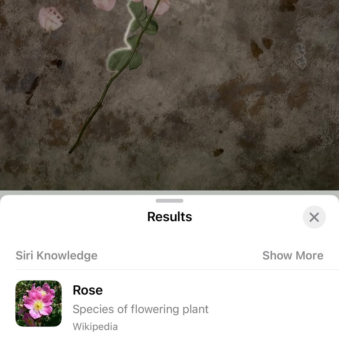 ตู - ต้นตะวัน ตันติเวชกุล