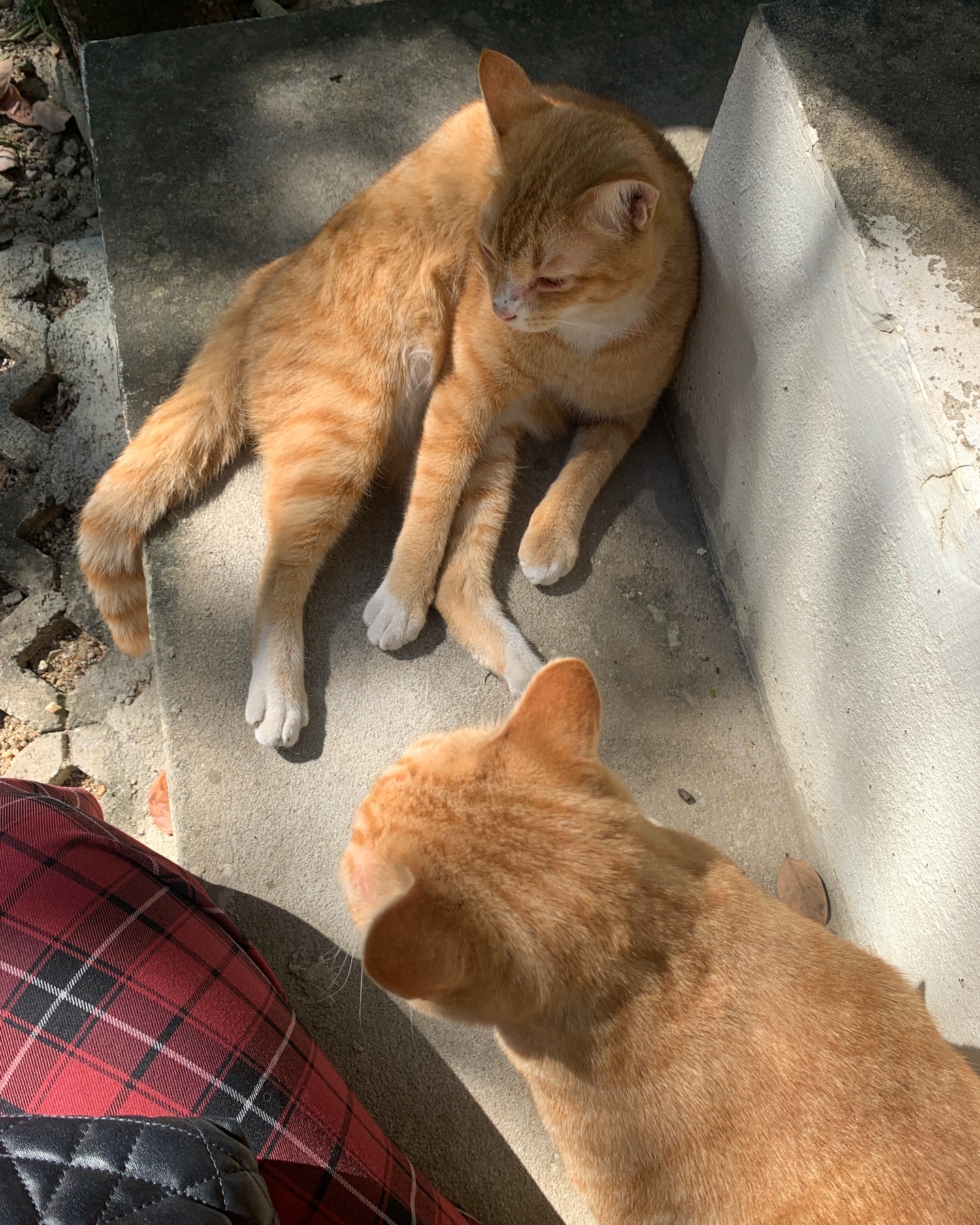 ตู - ต้นตะวัน ตันติเวชกุล