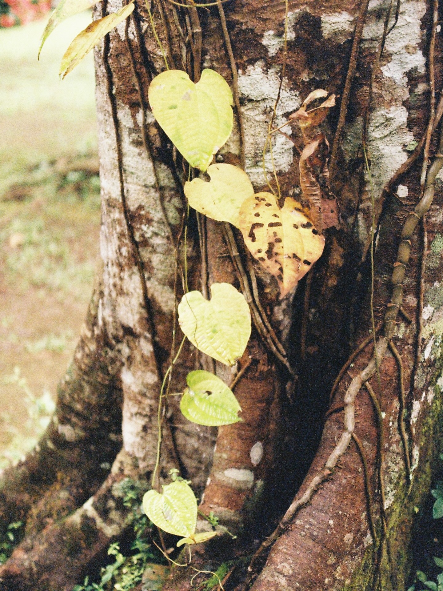 ตู - ต้นตะวัน ตันติเวชกุล