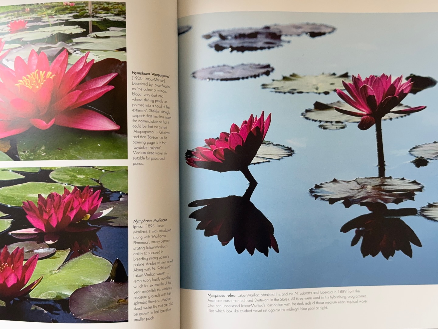 ตู - ต้นตะวัน ตันติเวชกุล