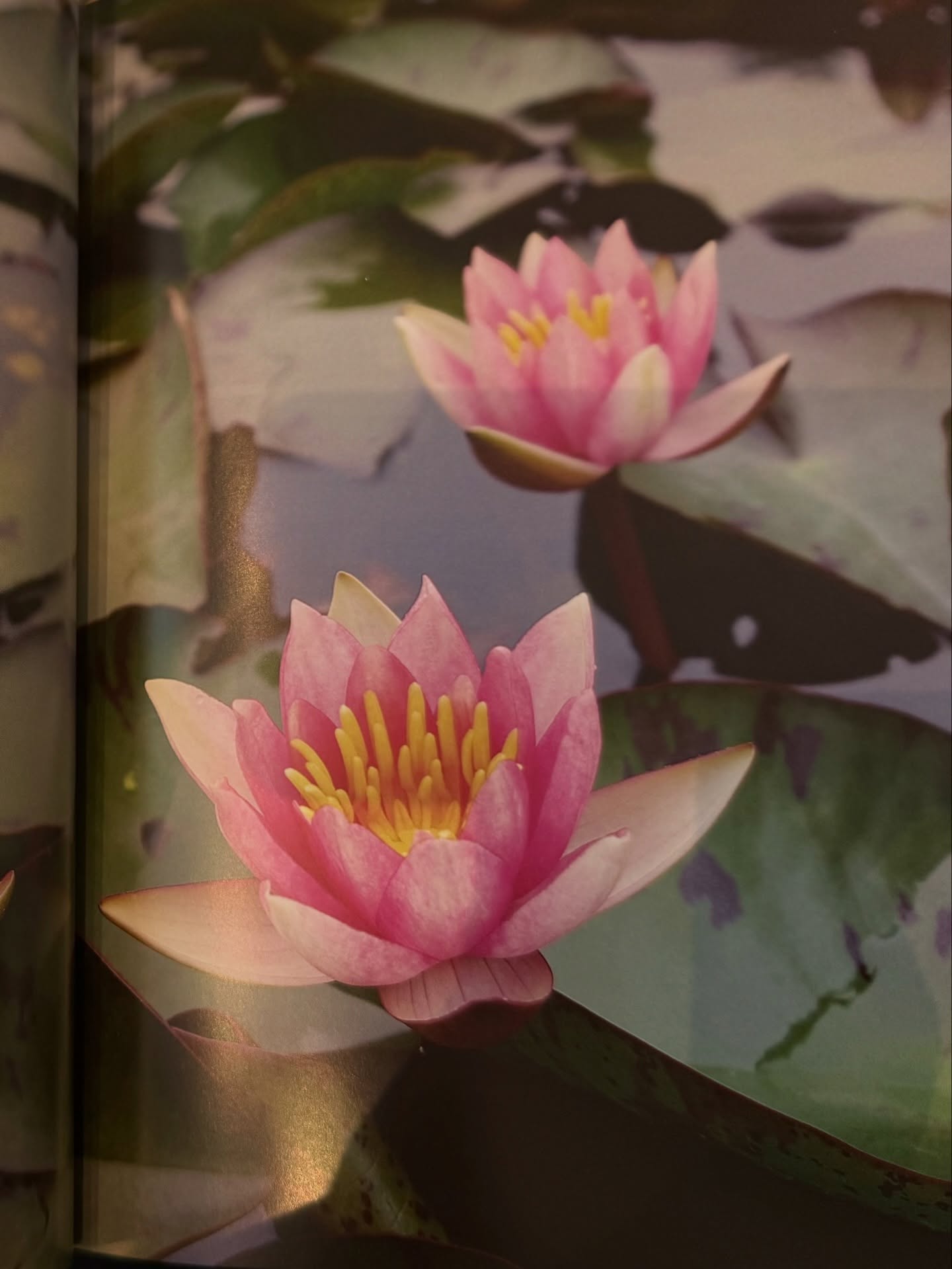 ตู - ต้นตะวัน ตันติเวชกุล