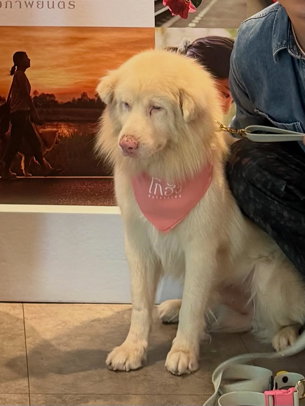 ตู - ต้นตะวัน ตันติเวชกุล