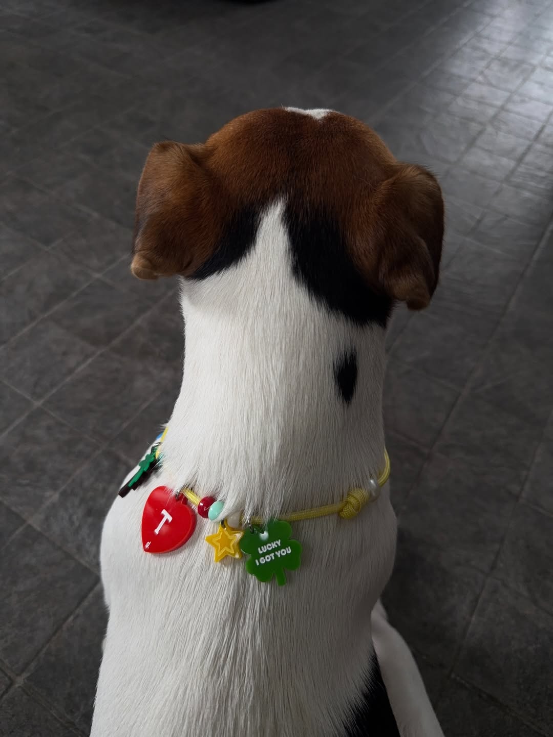 ตู - ต้นตะวัน ตันติเวชกุล