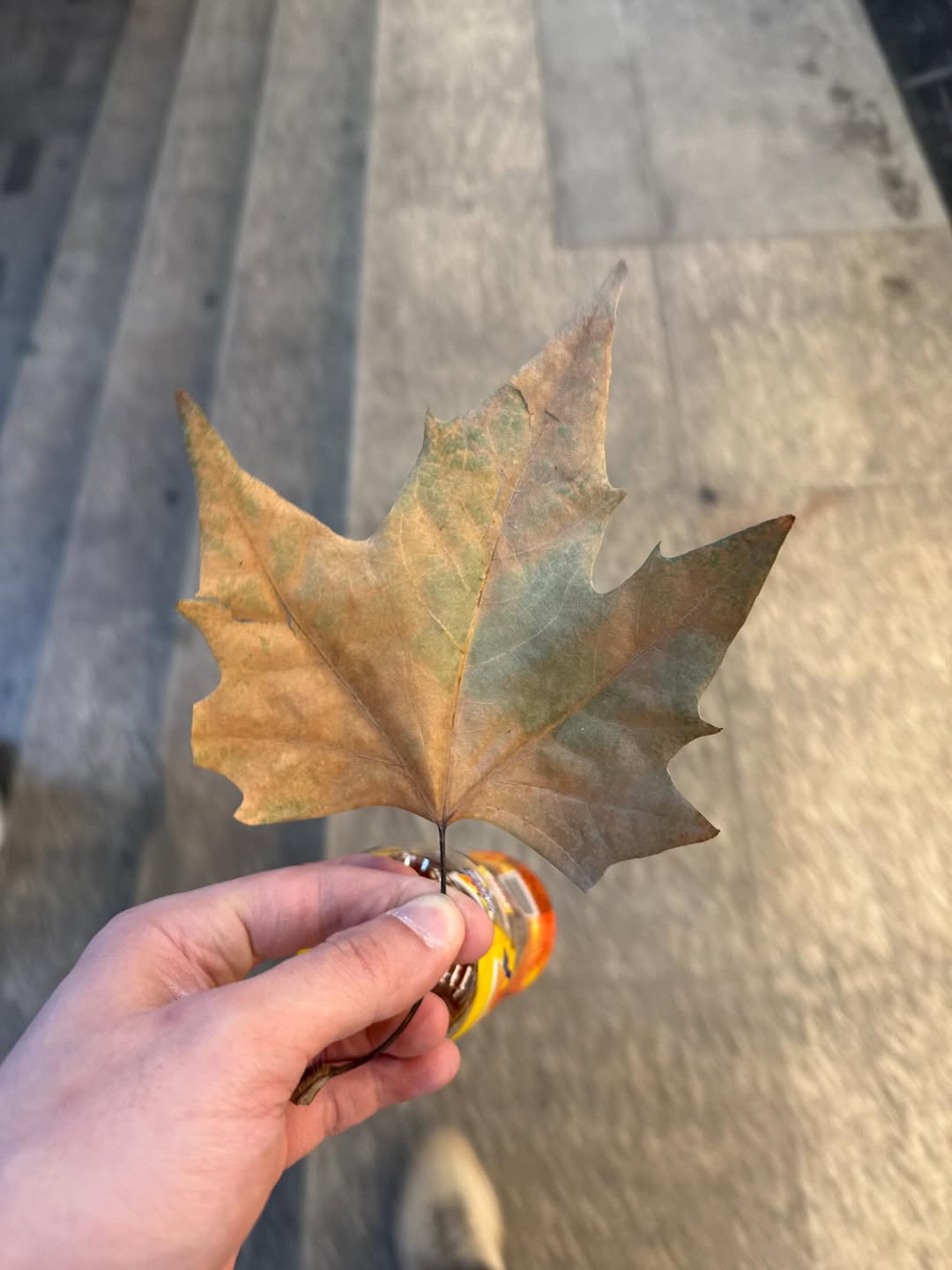 อินดี้ - อินทัช เหลียวรักวงศ์