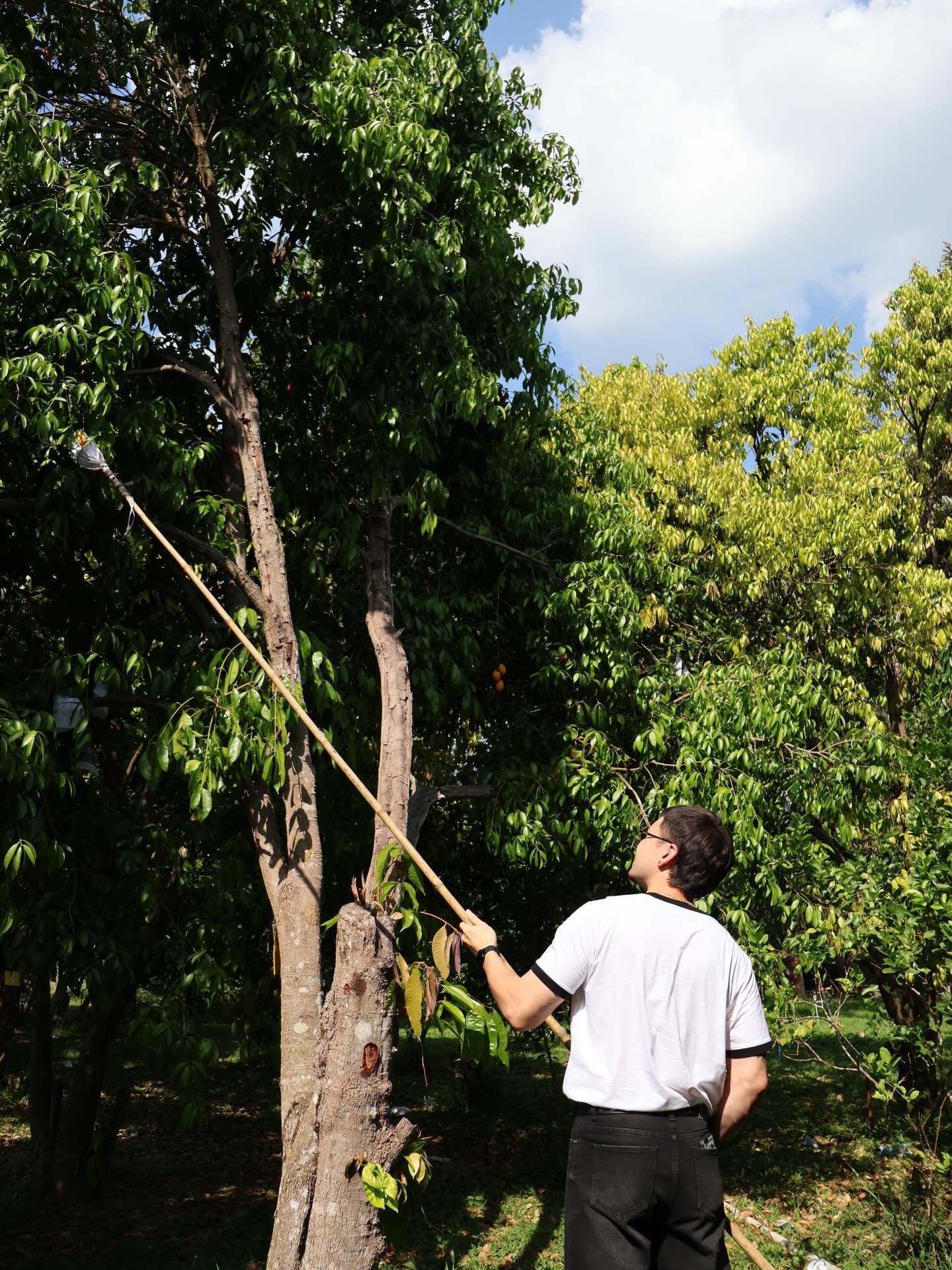 อินดี้ - อินทัช เหลียวรักวงศ์