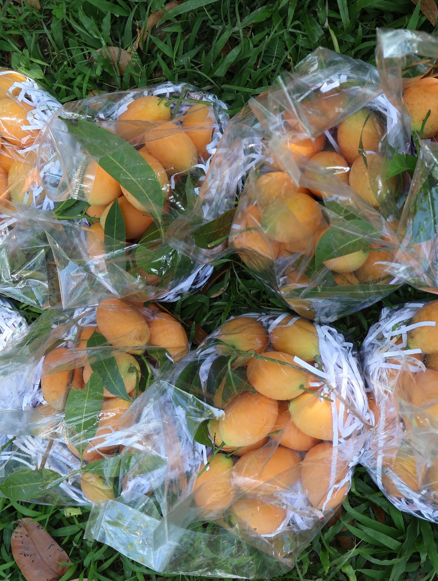 อินดี้ - อินทัช เหลียวรักวงศ์