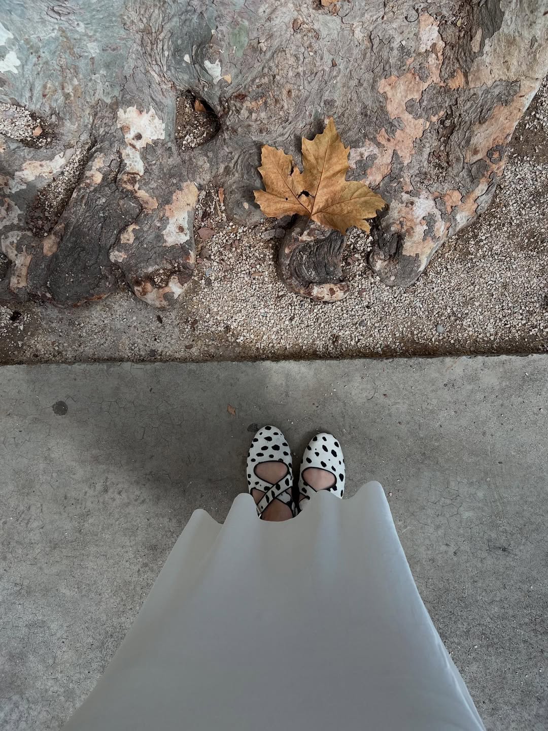 ณิชา - ณัฏฐณิชา ดังวัธนาวณิชย์