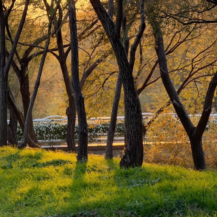 ณิชา - ณัฏฐณิชา ดังวัธนาวณิชย์