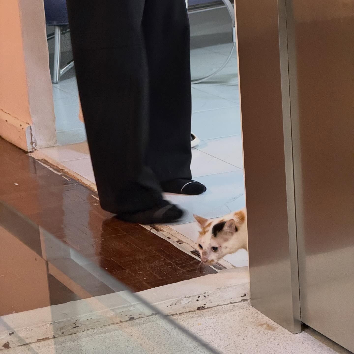 ณิชา - ณัฏฐณิชา ดังวัธนาวณิชย์