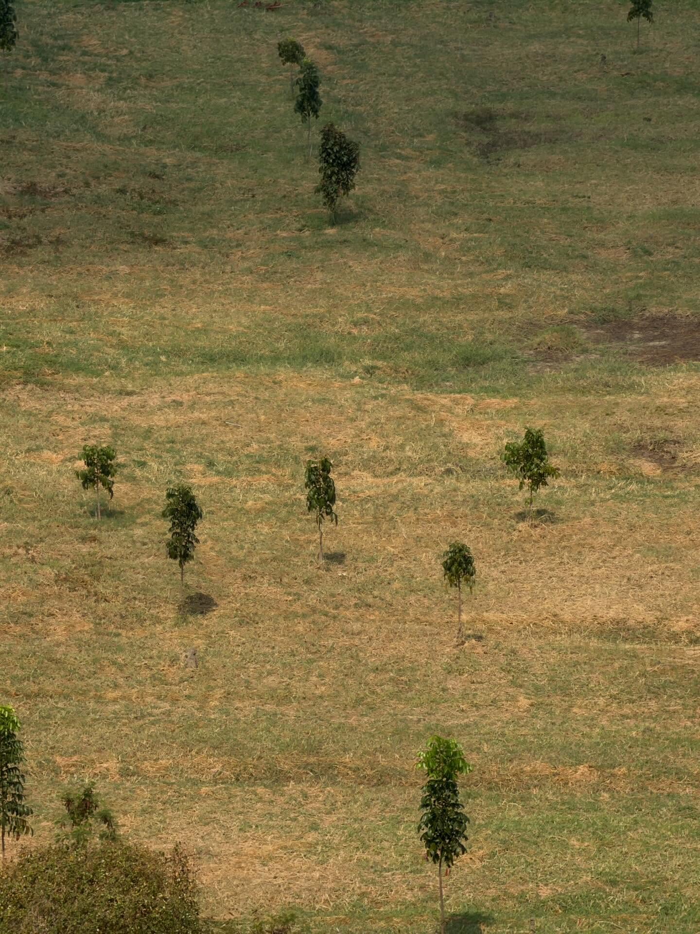 ณิชา - ณัฏฐณิชา ดังวัธนาวณิชย์