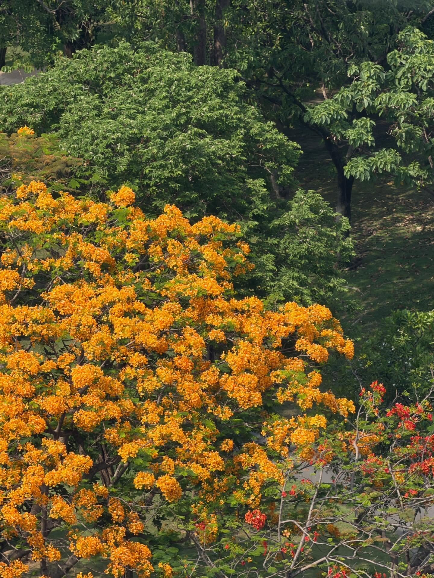 ณิชา - ณัฏฐณิชา ดังวัธนาวณิชย์