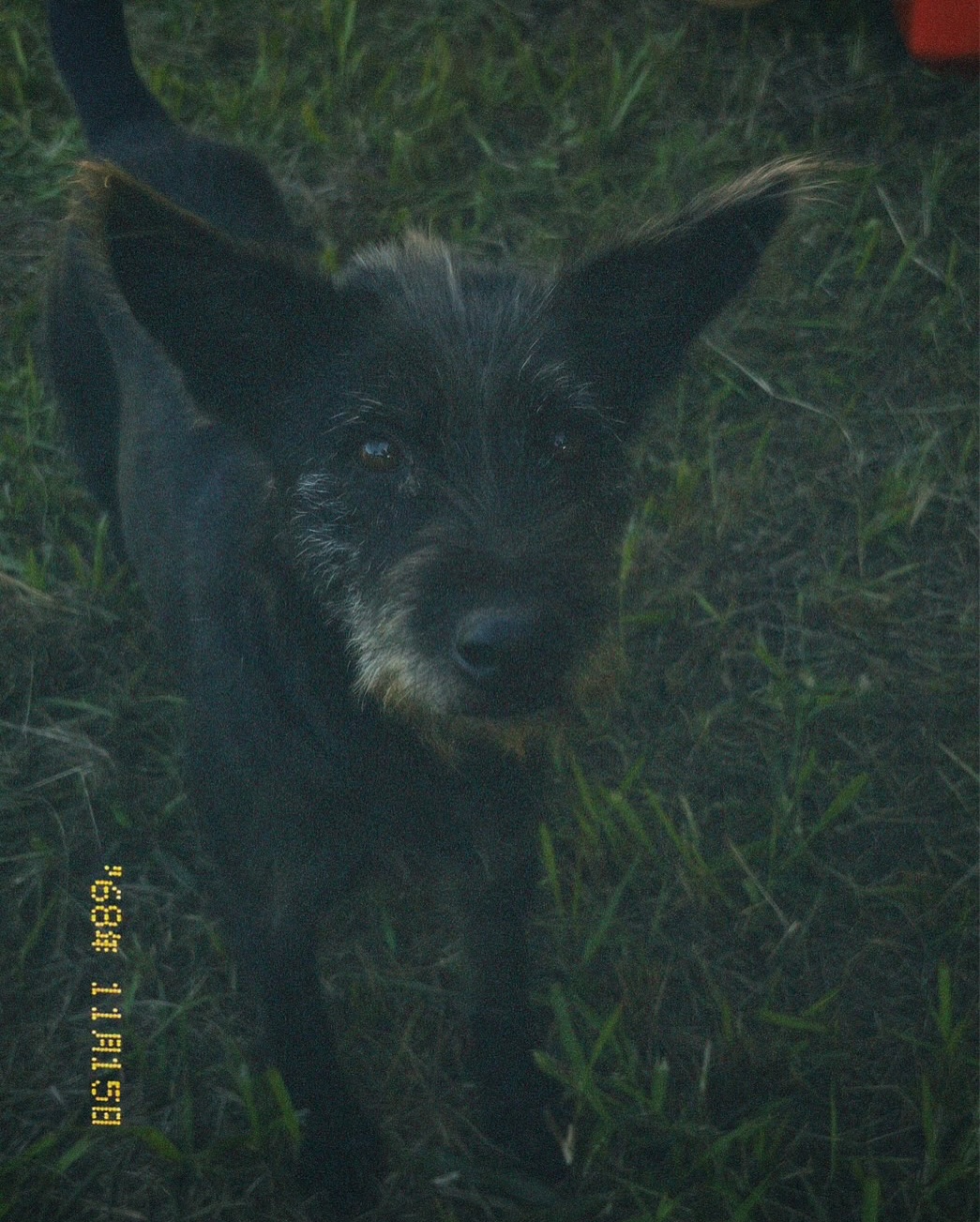 วี - วิโอเลต วอเทียร์