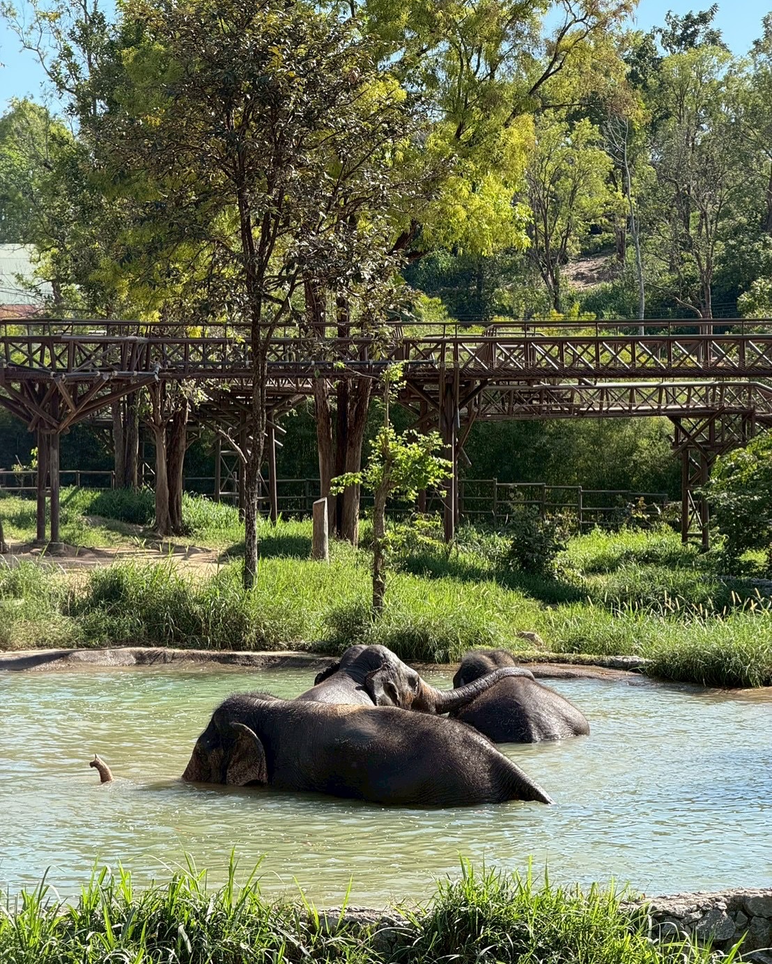 วี - วิโอเลต วอเทียร์